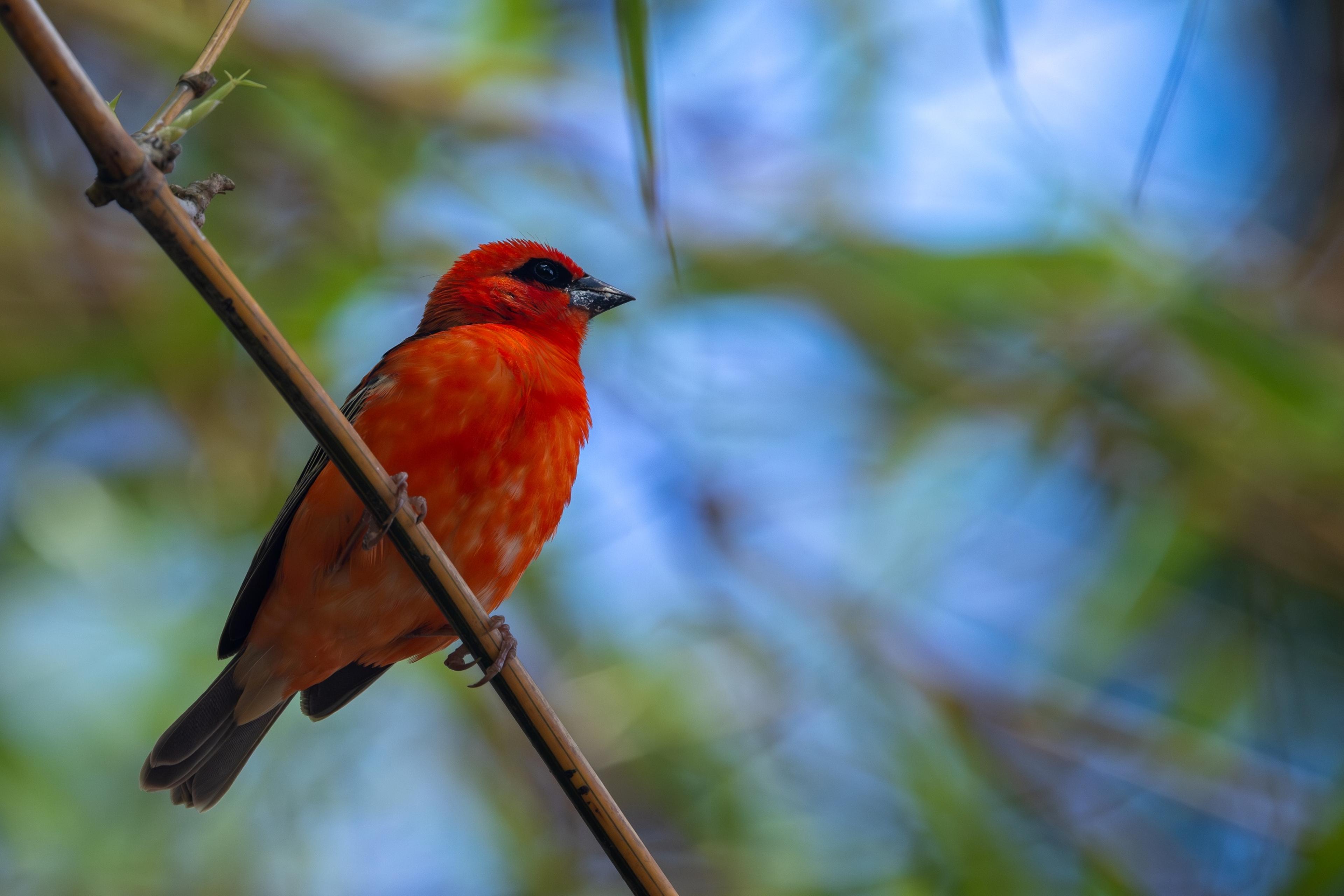 Een foto van een rode vogel op een boom in Madagaskar, hier draagt de Nederlandse Vereniging van Dierentuinen bij aan een natuurherstelproject, waaronder Eindhoven Zoo.