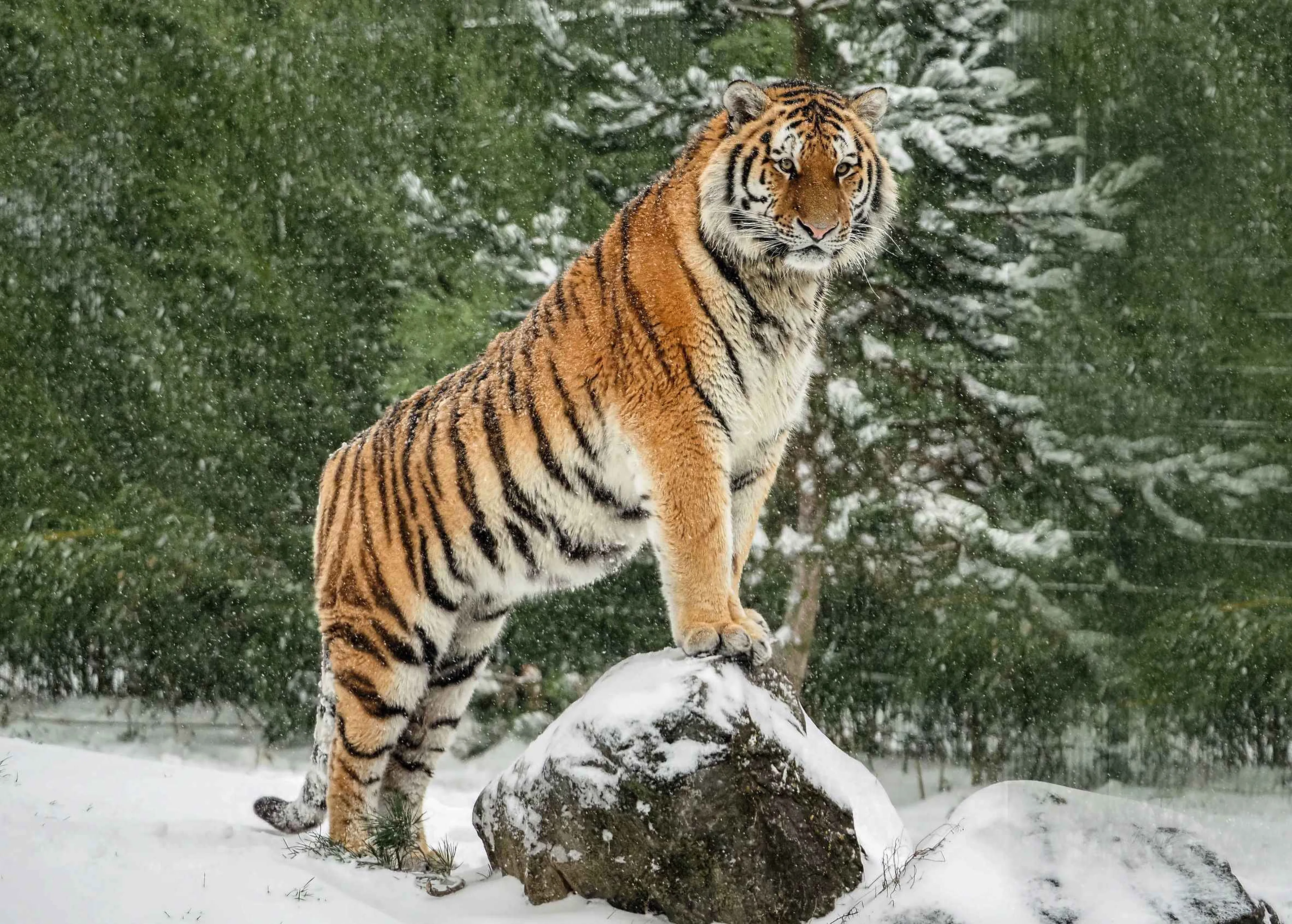 Een amoertijger staat in de sneeuw op een steen op de uitkijk in safaripark Beekse Bergen.