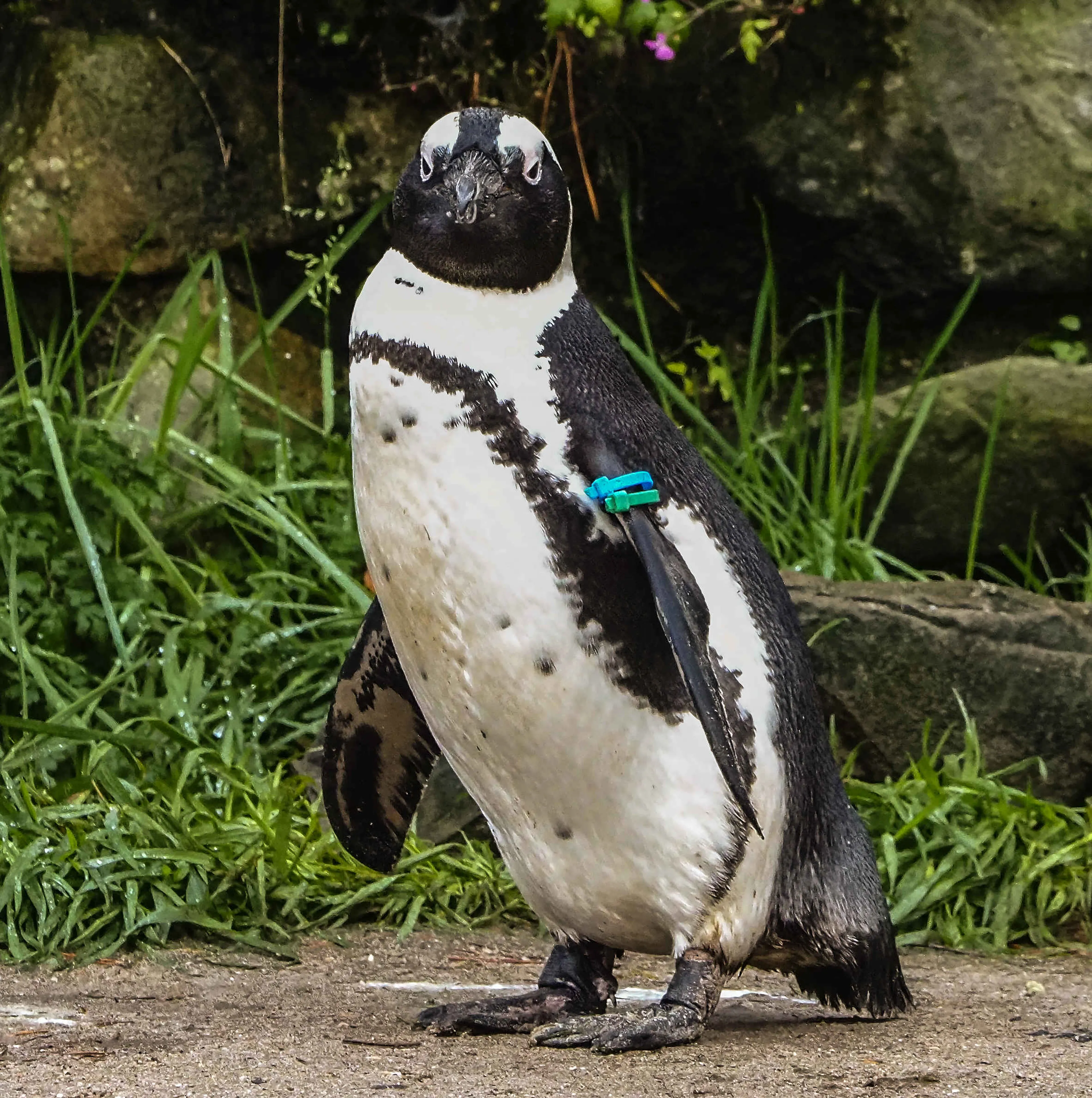 Afrikaanse pinguïn voor gras in Safaripark Beekse Bergen