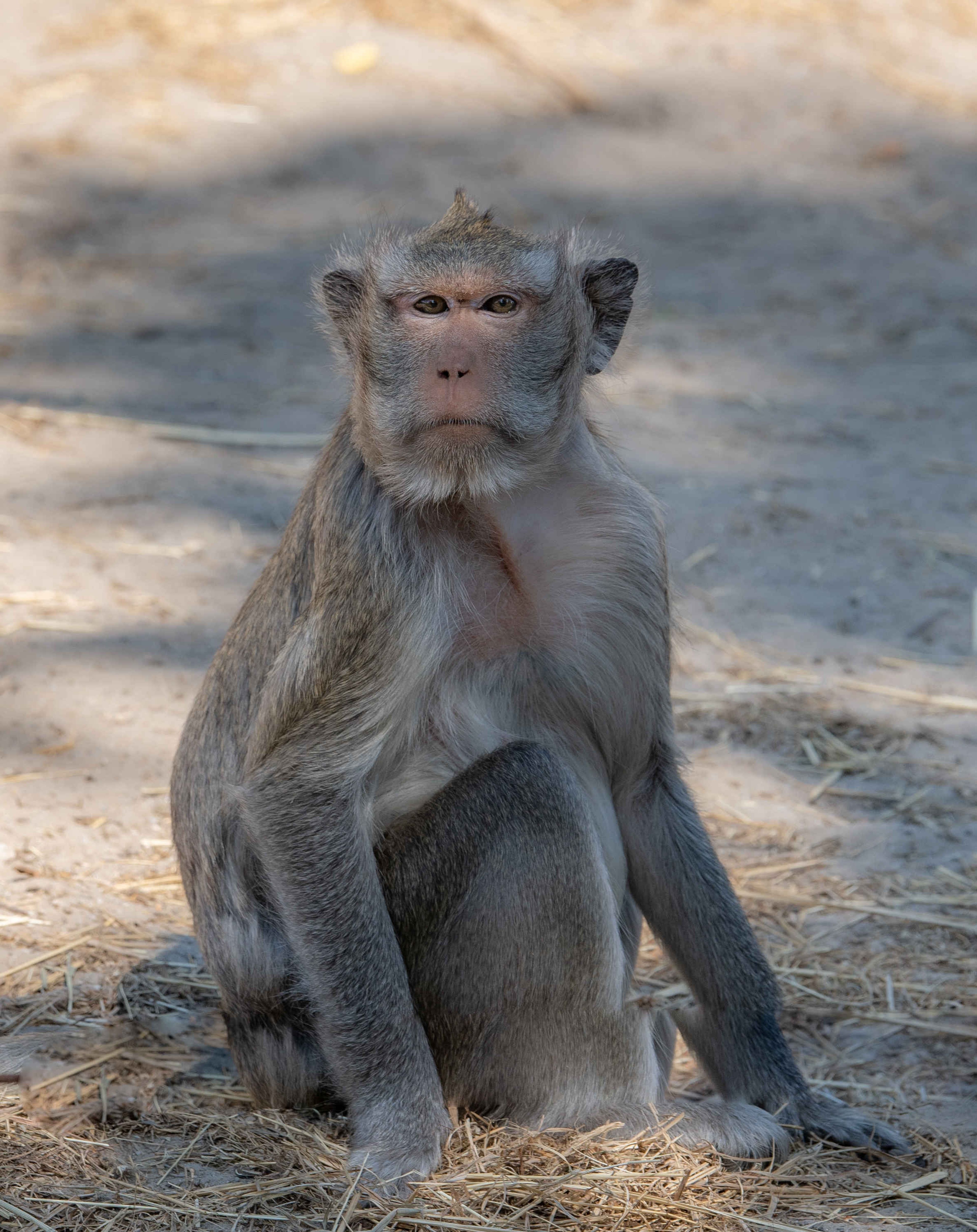 Een Java aap bij Eindhoven Zoo.