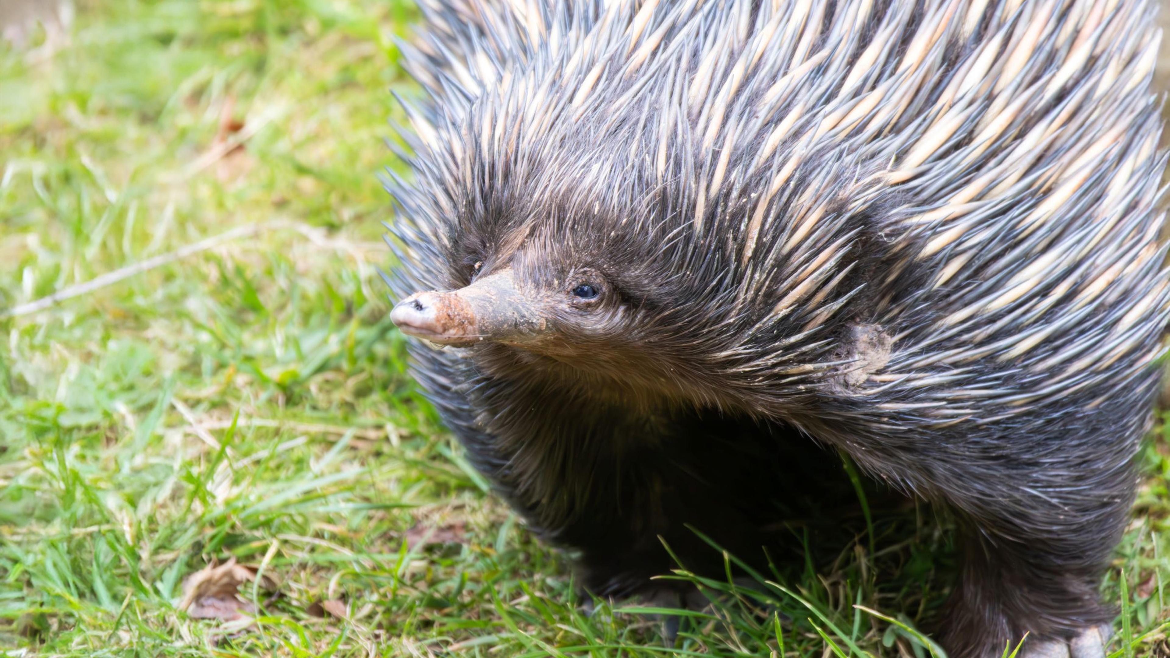 Close-up of an echidna on grass, showing its spiky quills and distinctive snout, facing forward.