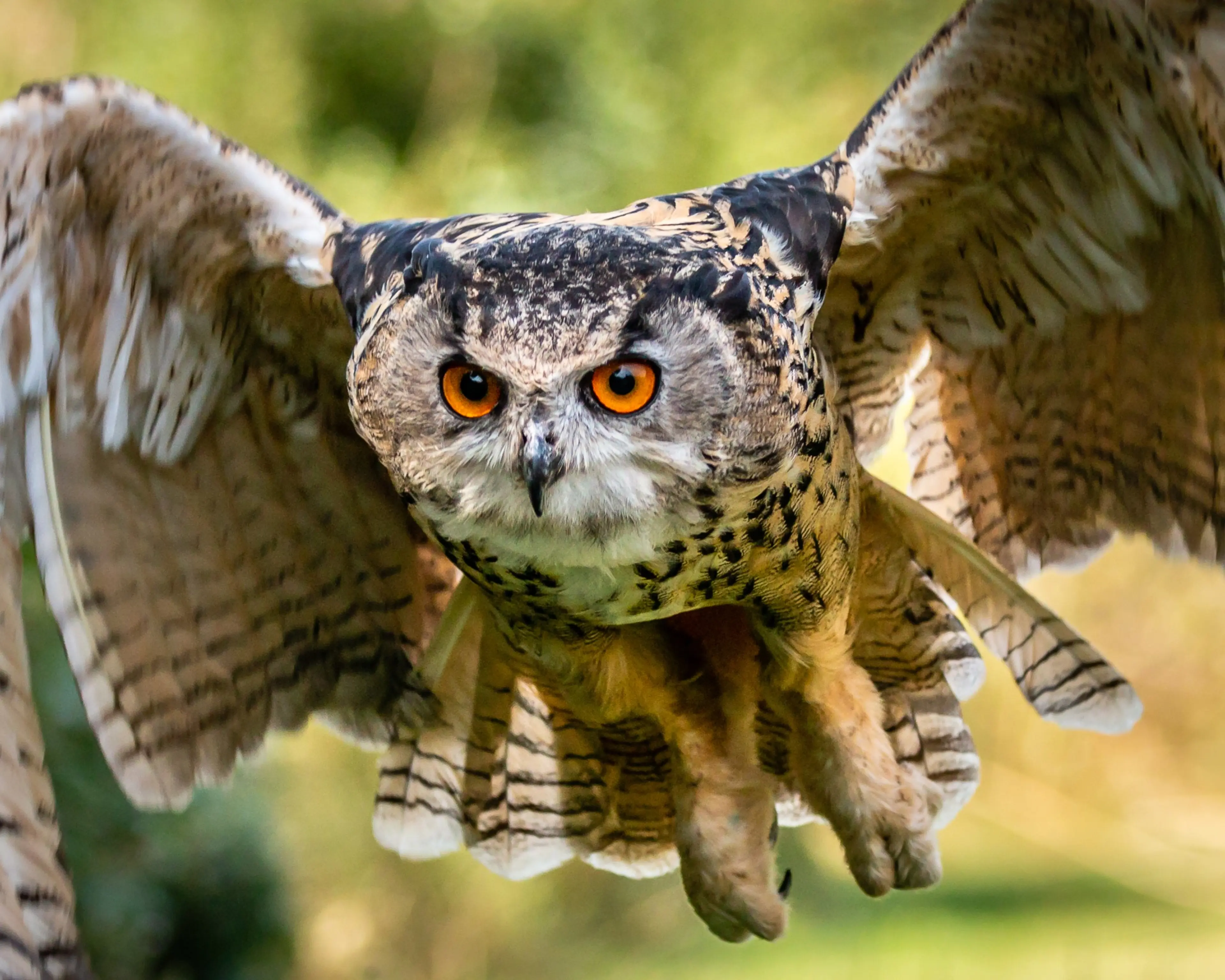 Een Europese Oehoe bij Eindhoven Zoo.