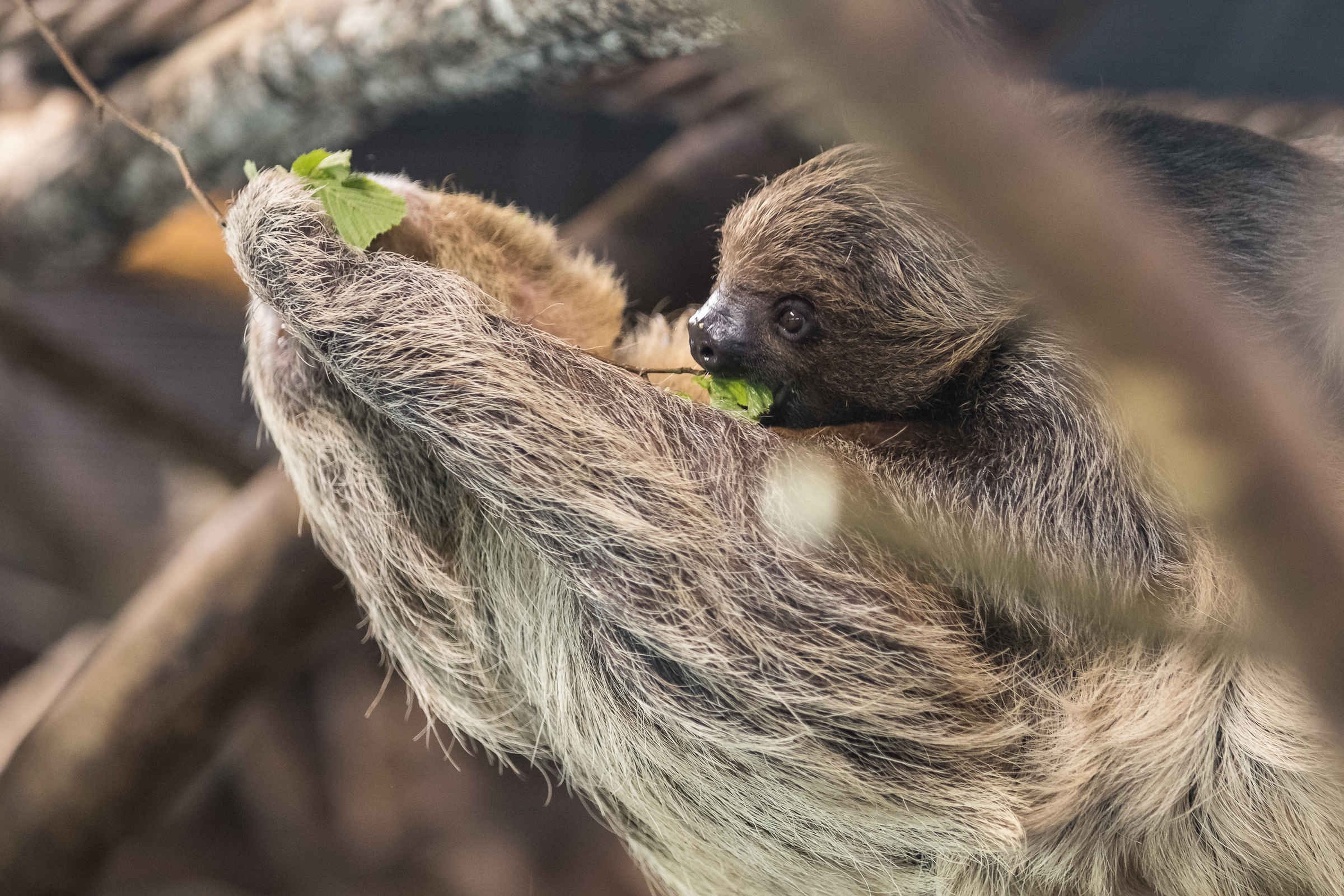 Luiaard in de boom met bladeren in AquaZoo Leeuwarden