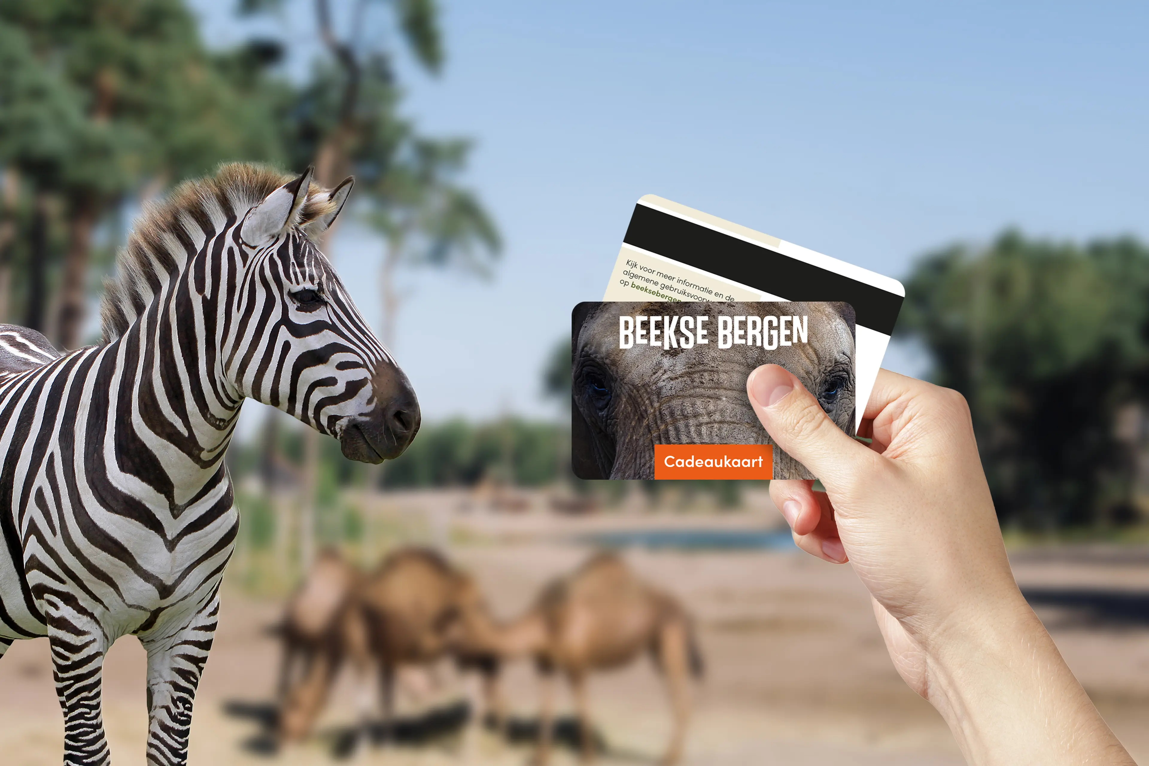 Cadeaukaart met op de achtergrond een zebra van Beekse Bergen