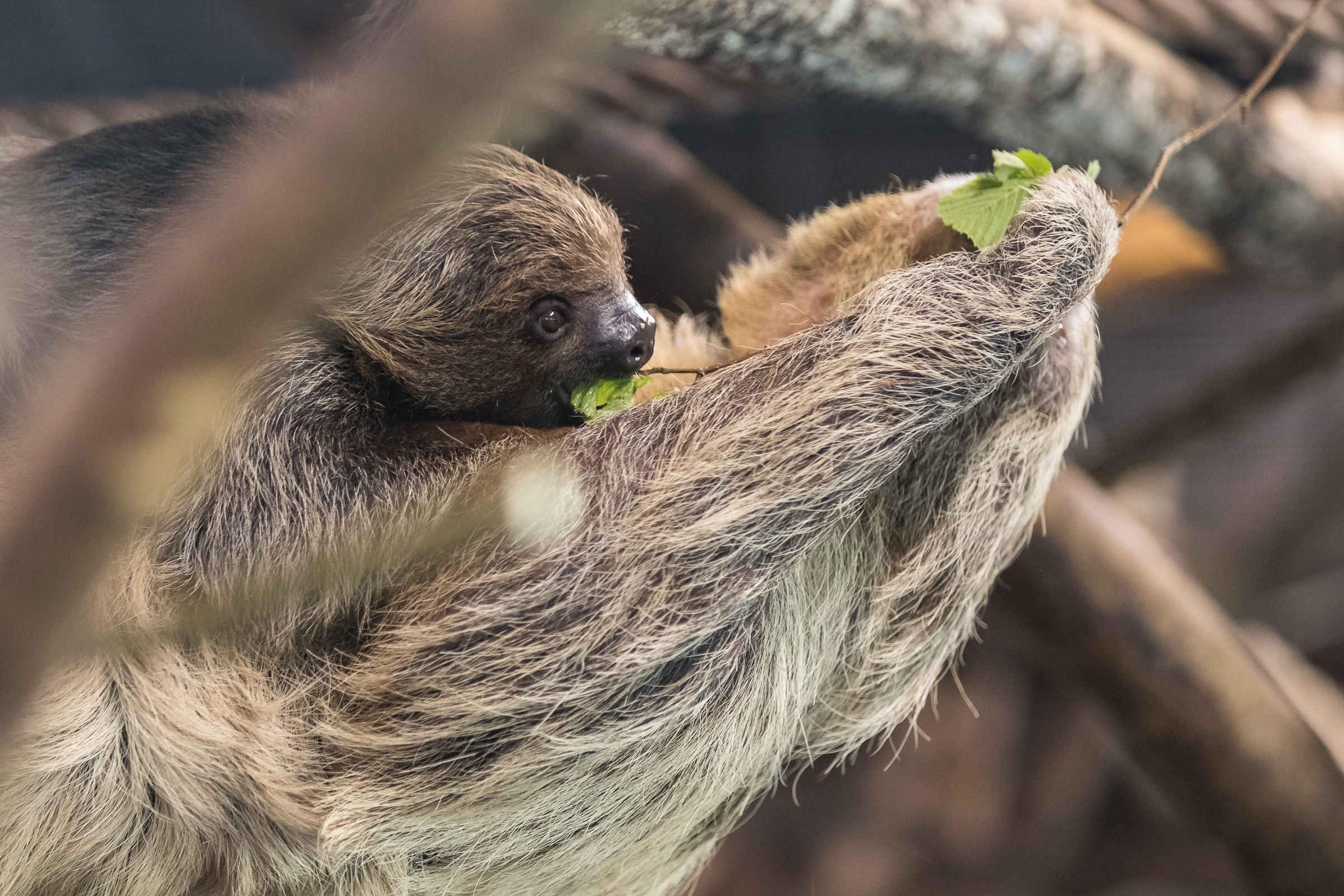 Luiaard in de boom met bladeren in AquaZoo Leeuwarden