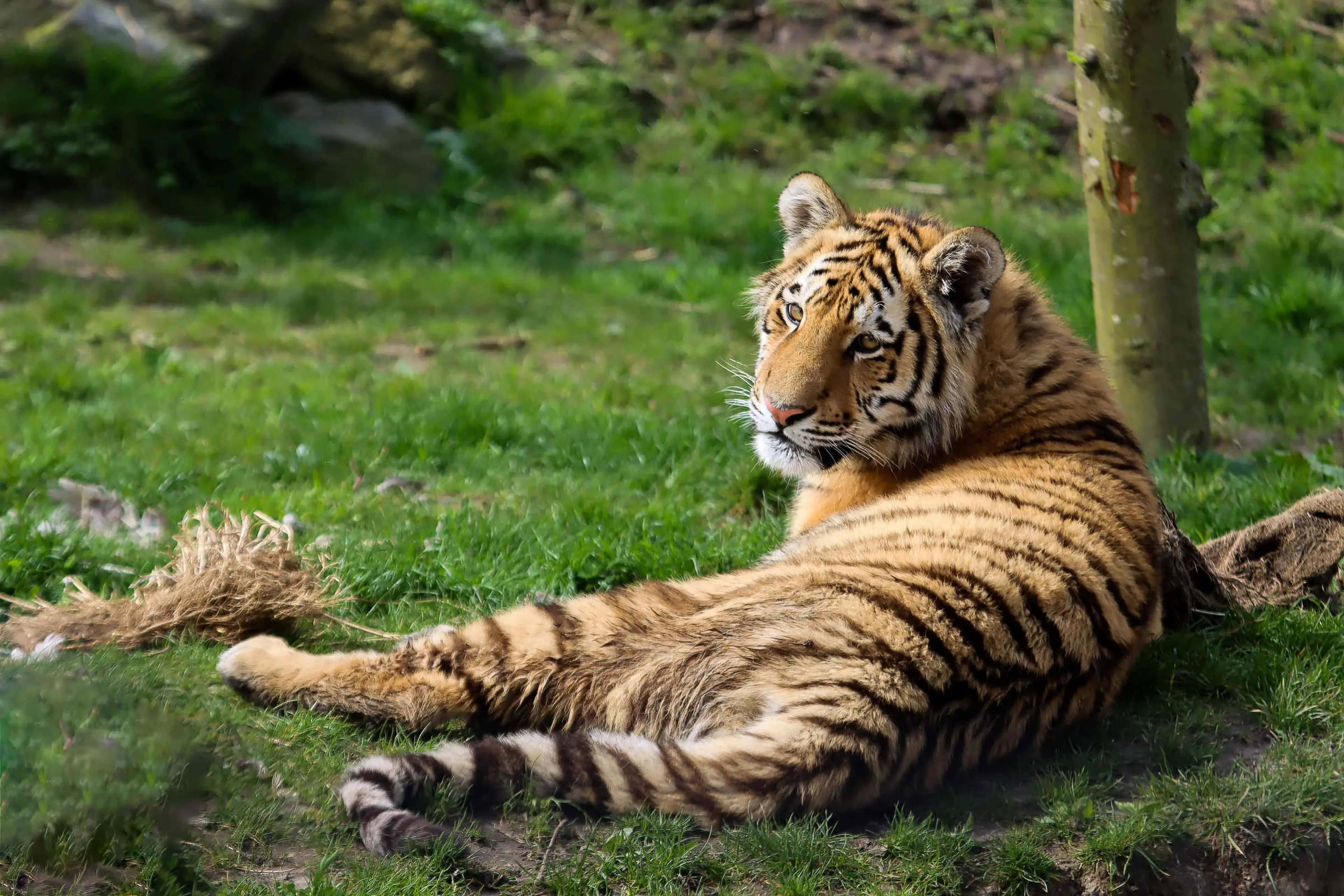 Een amoertijger ligt in het gras in AquaZoo Leeuwarden