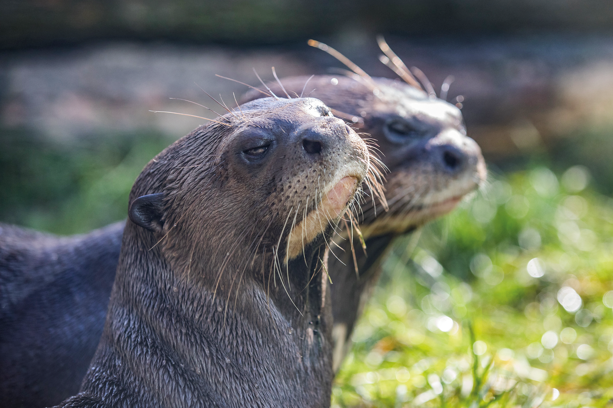 Reuzenotters close-up dieren AquaZoo Leeuwarden
