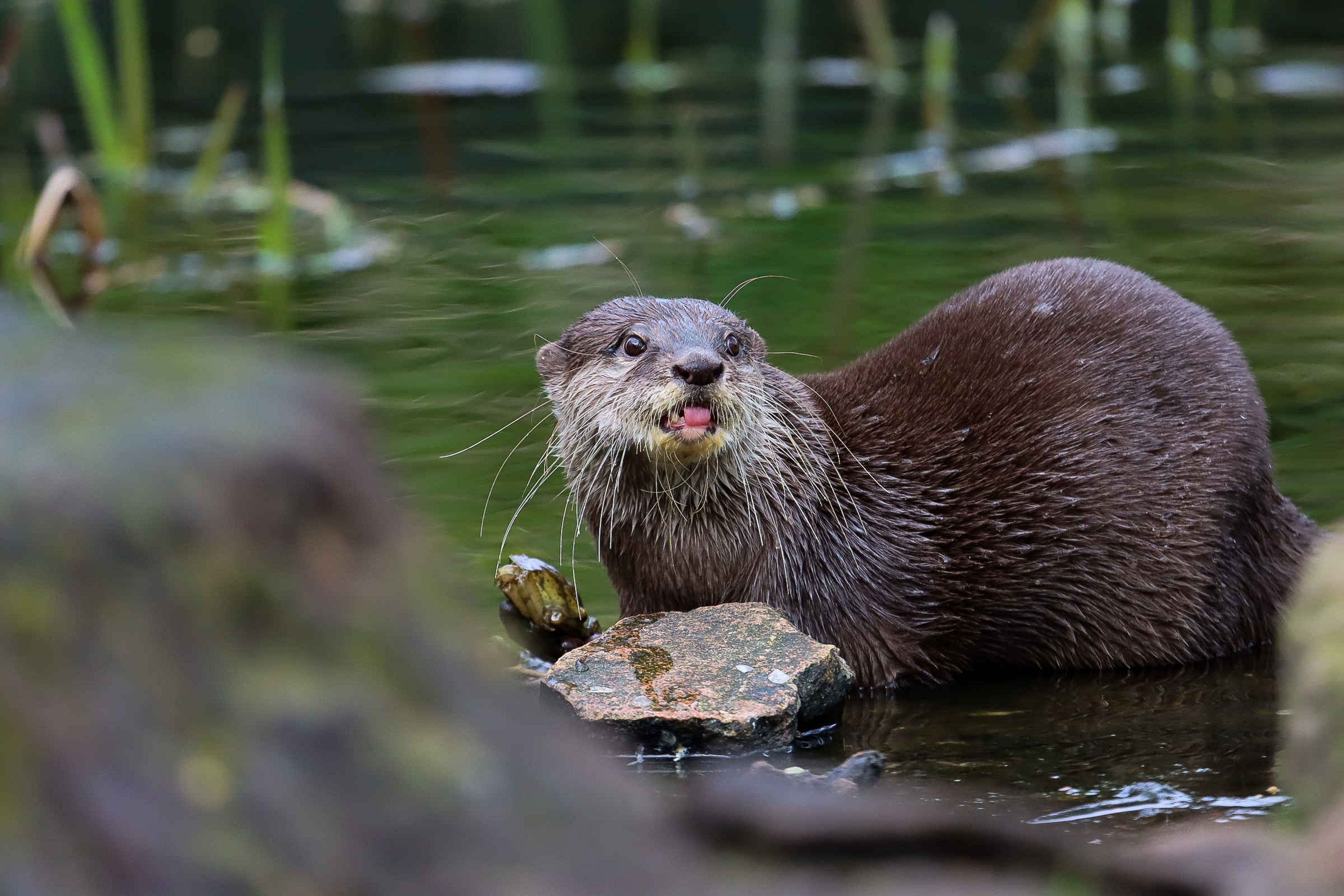 Aziatische kleinklauwotter in water in AquaZoo Leeuwarden