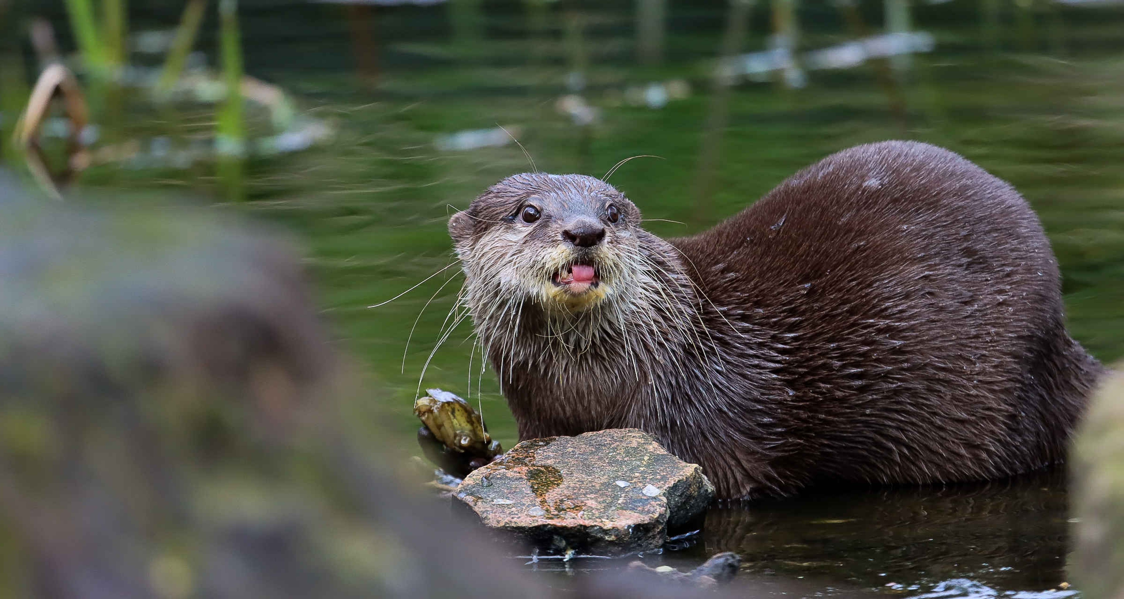 Aziatische kleinklauwotter in water in AquaZoo Leeuwarden