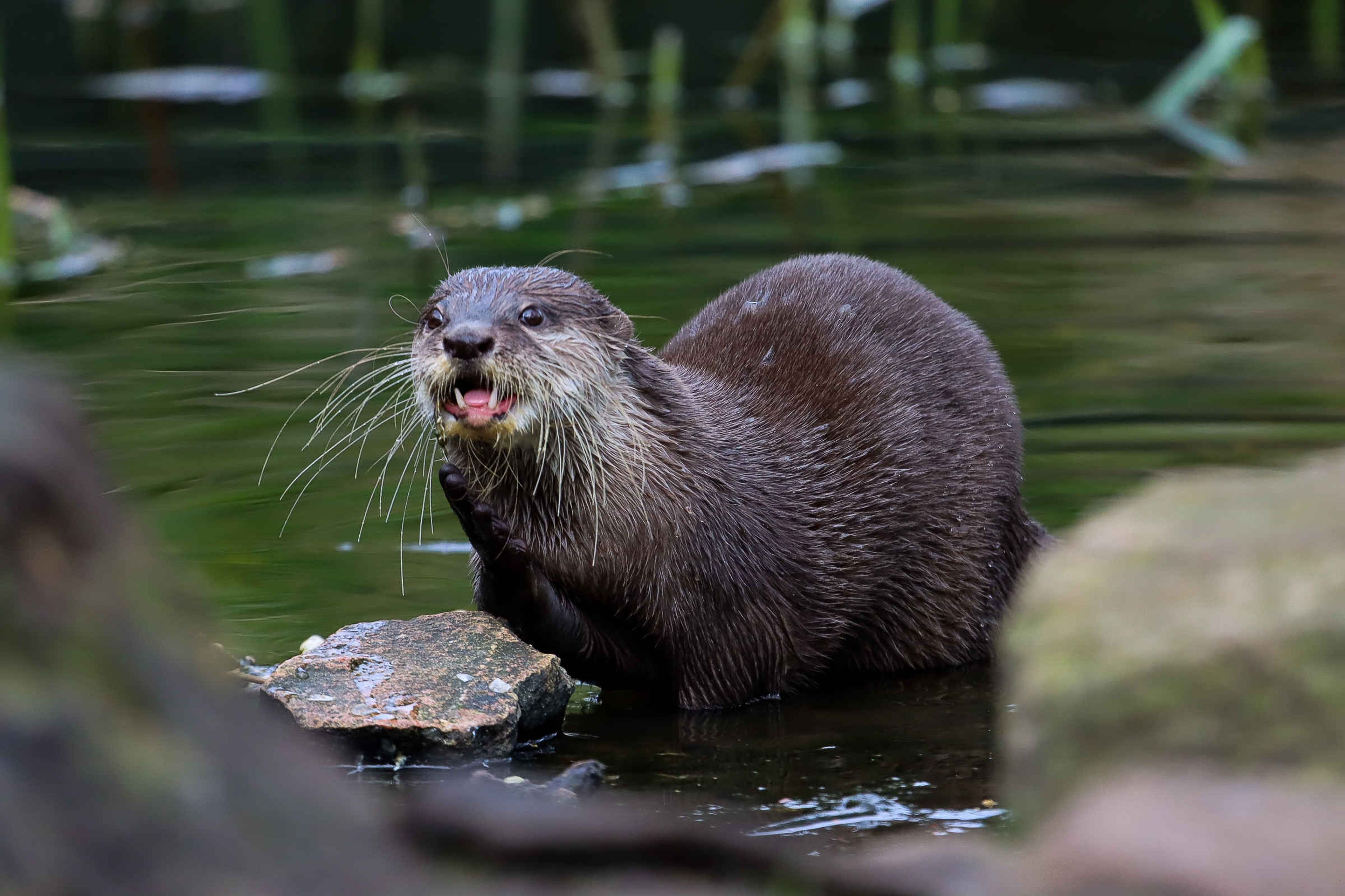 Aziatische kleinklauwotter in water op steen AquaZoo Leeuwarden
