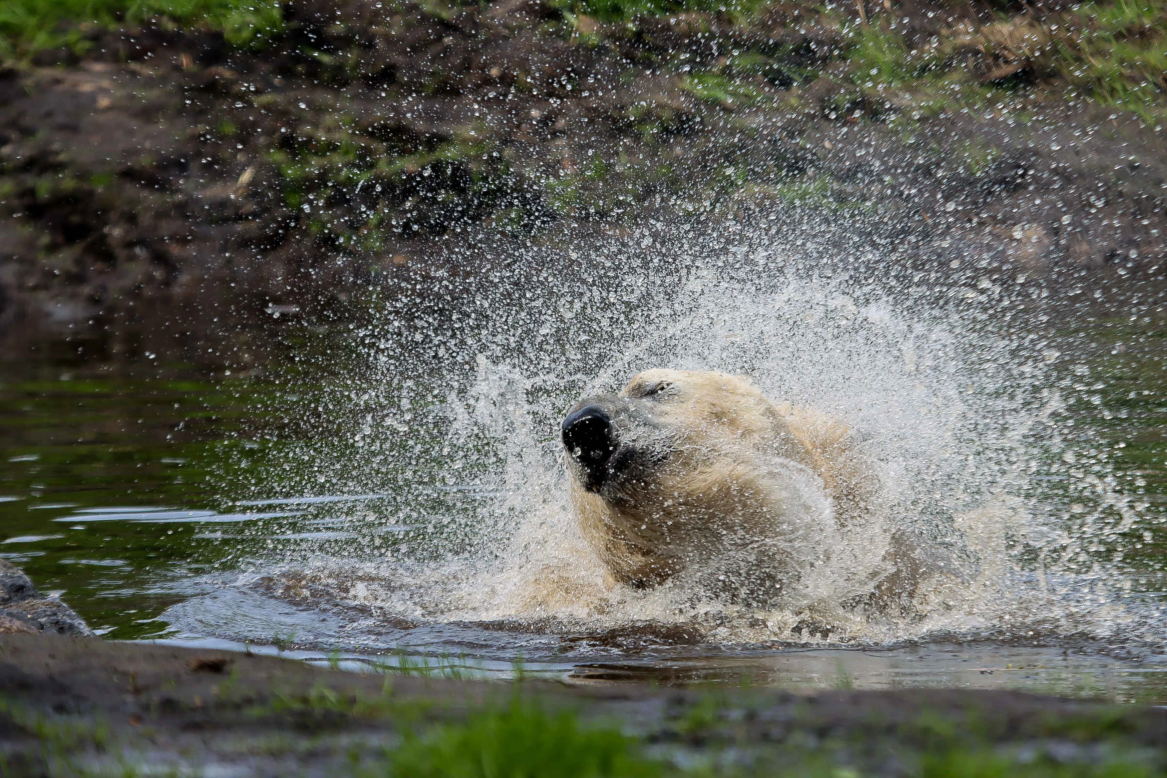 IJsbeer in water spetterend AquaZoo Leeuwarden