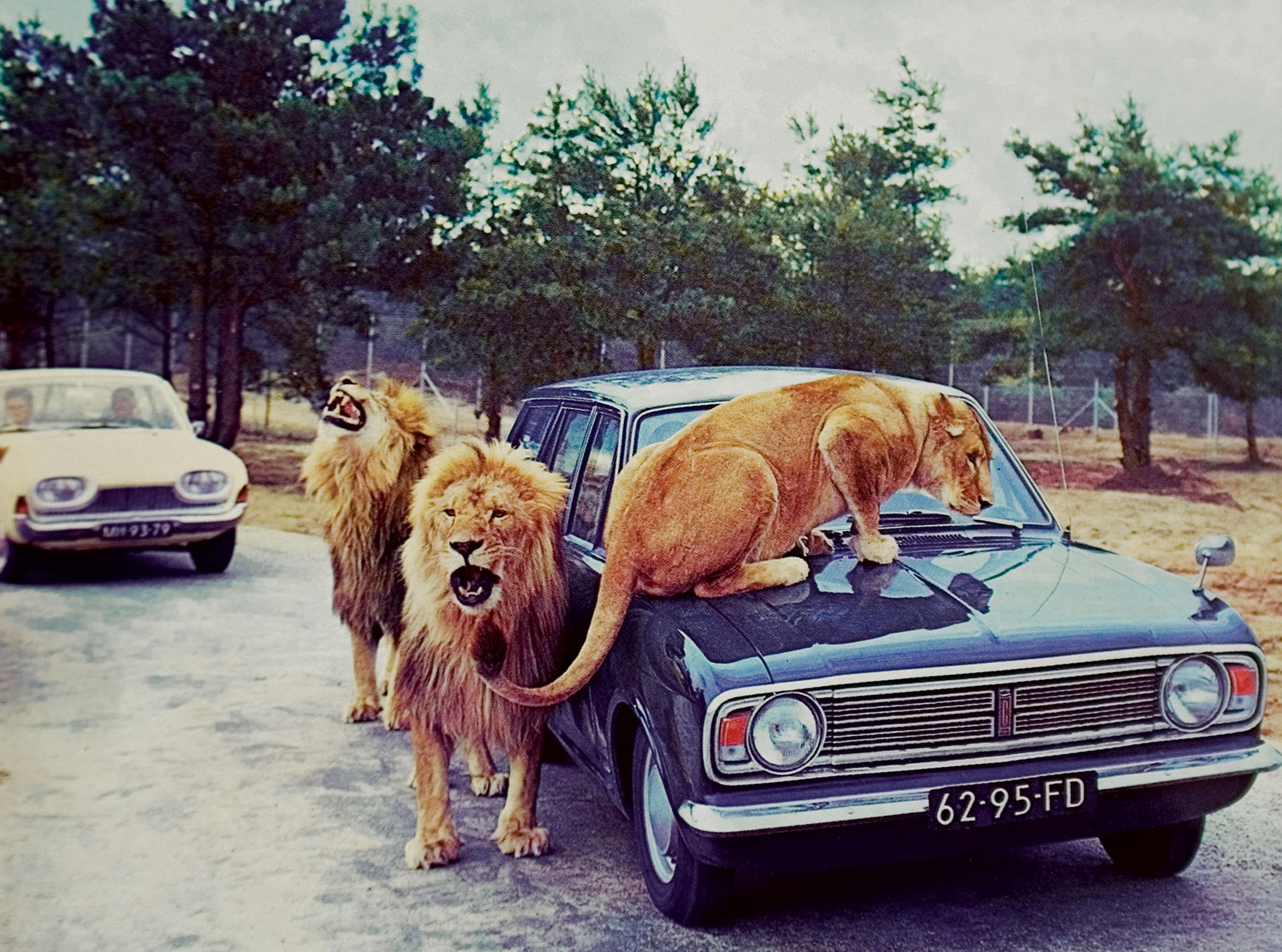 Archiefbeelden van leeuwen bij een auto in leeuwenpark Beekse Bergen