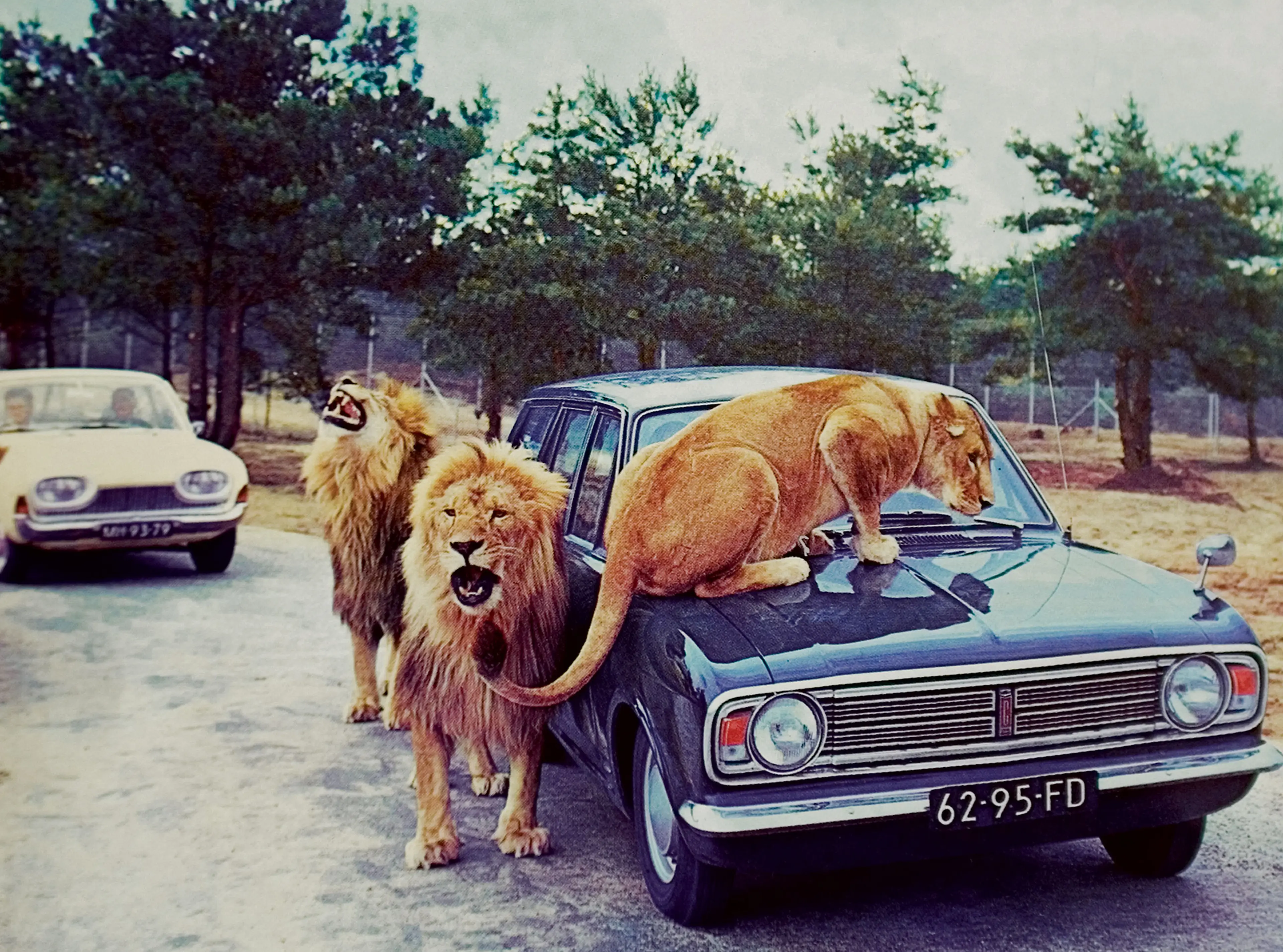Archiefbeelden van leeuwen bij een auto in leeuwenpark Beekse Bergen