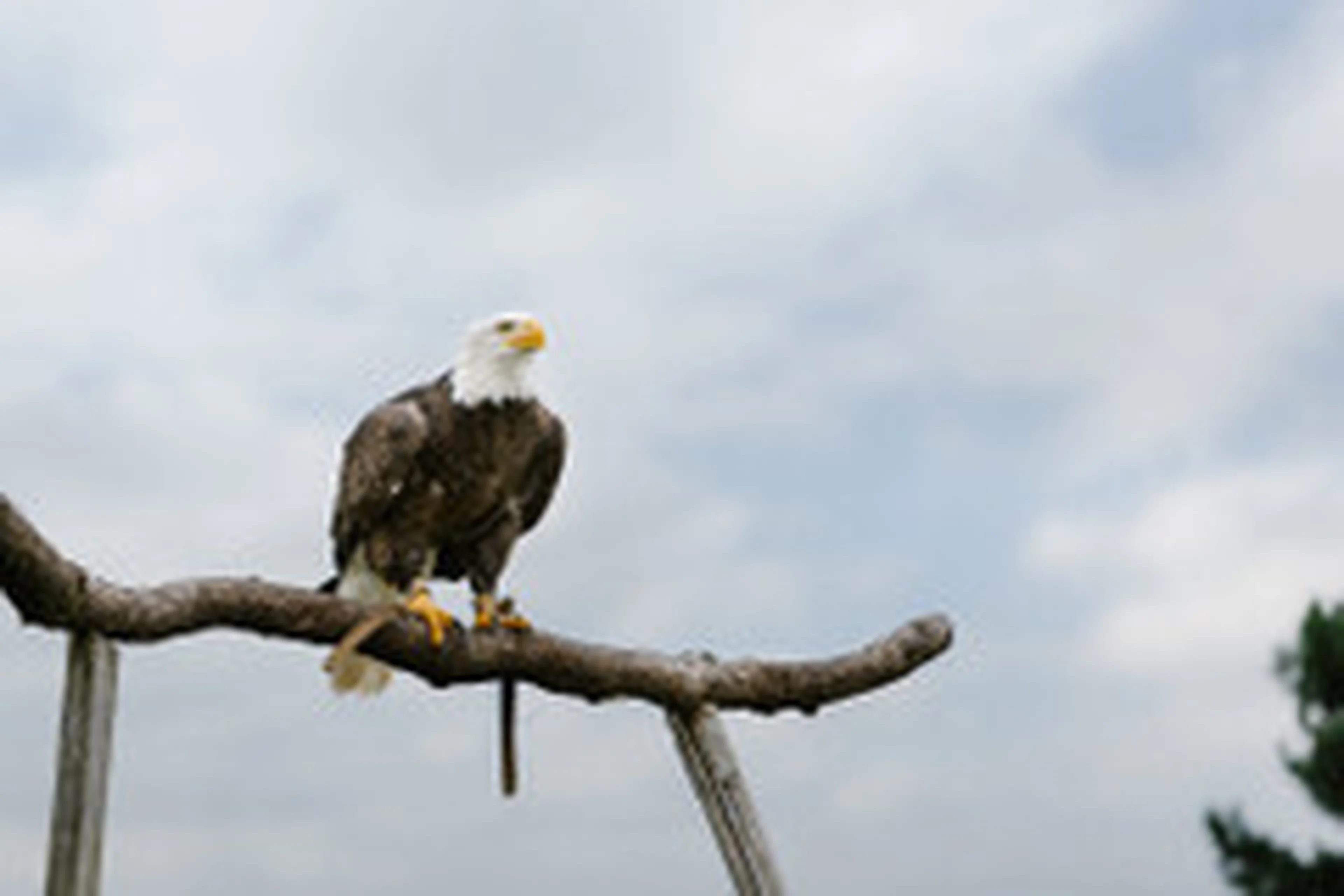 Amerikaanse Zeearend staand