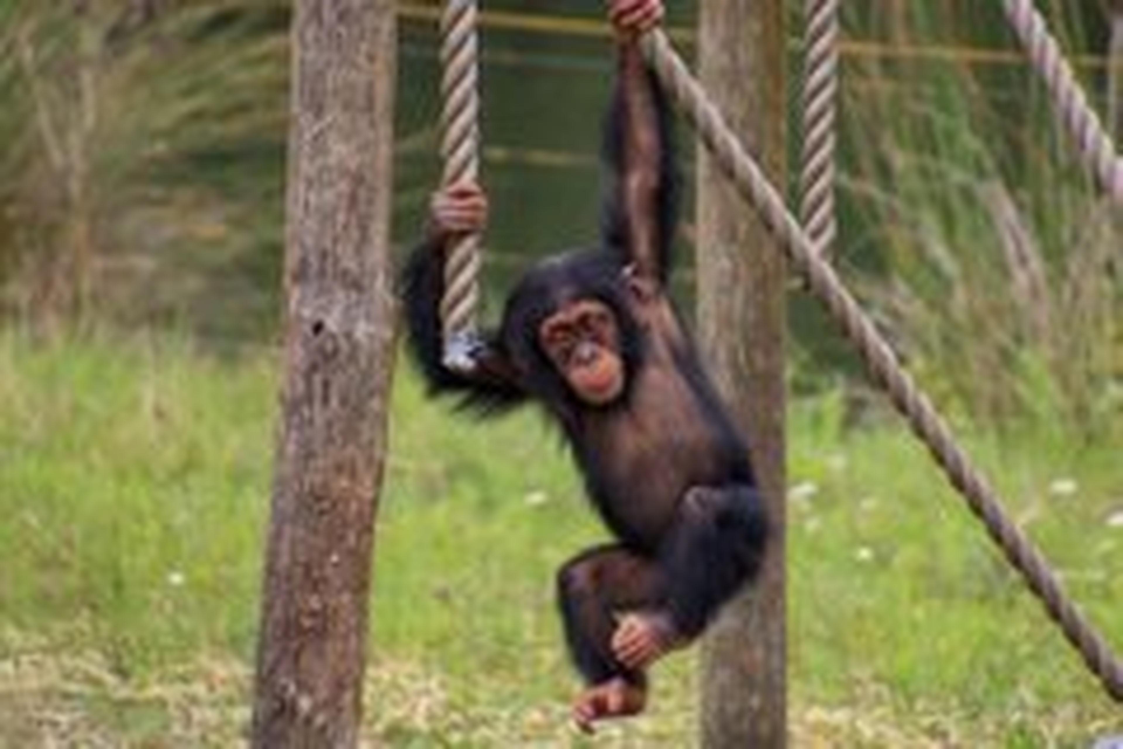 Chimpansee jong aan het slingeren Safaripark Beekse Bergen