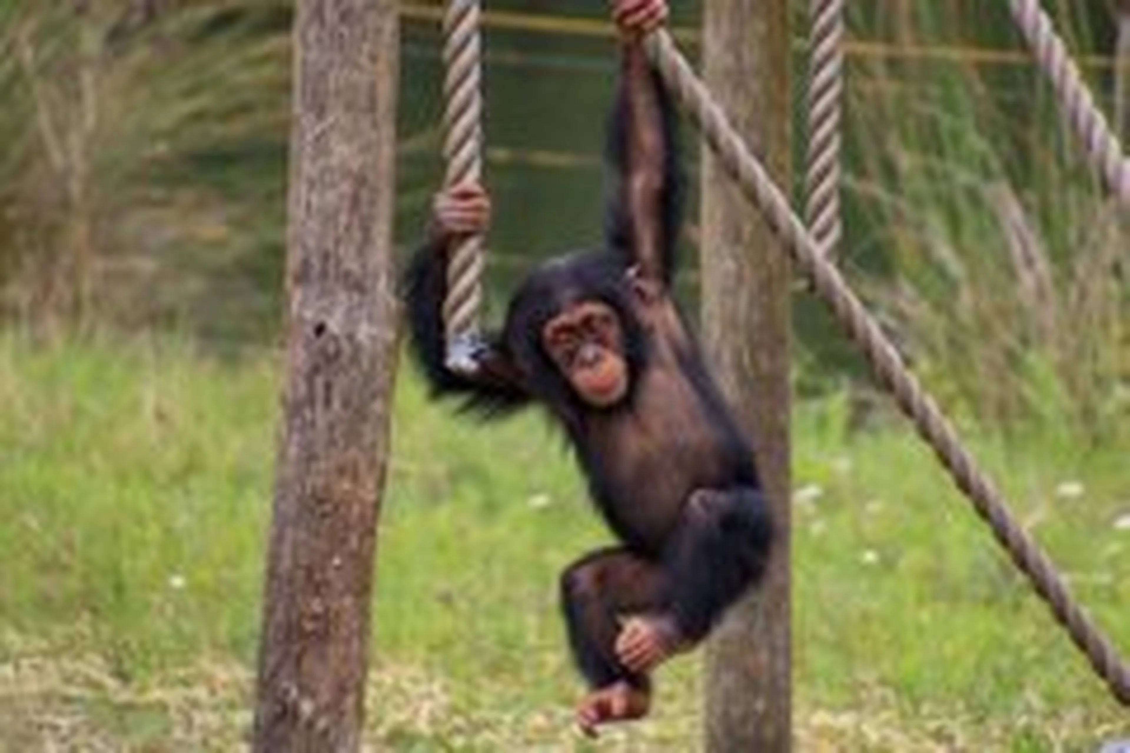 Chimpansee jong aan het slingeren Safaripark Beekse Bergen