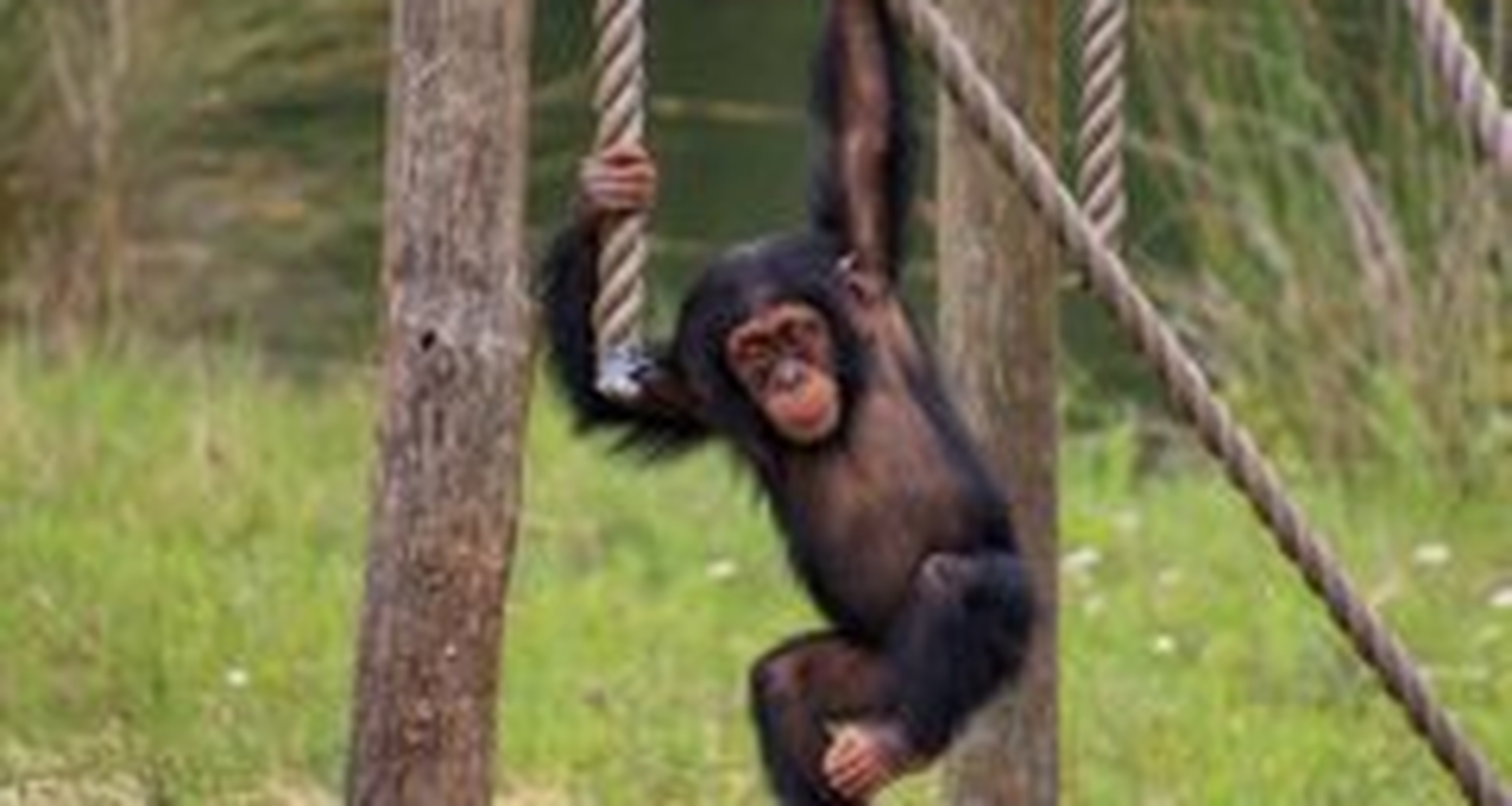 Chimpansee jong aan het slingeren Safaripark Beekse Bergen