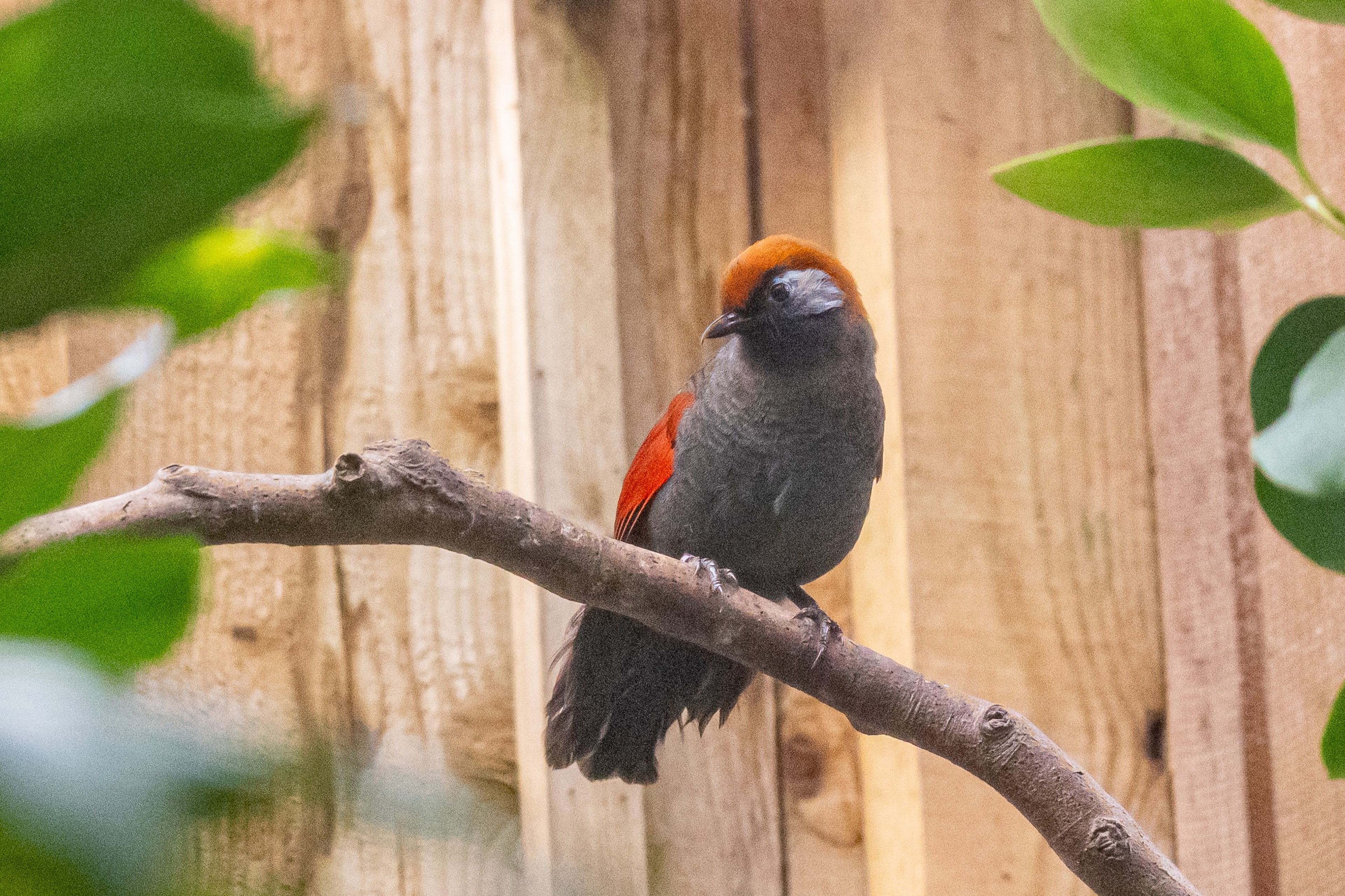 A small bird with gray plumage and a reddish-brown head and wings perches on a branch, surrounded by green foliage and a wooden fence background.