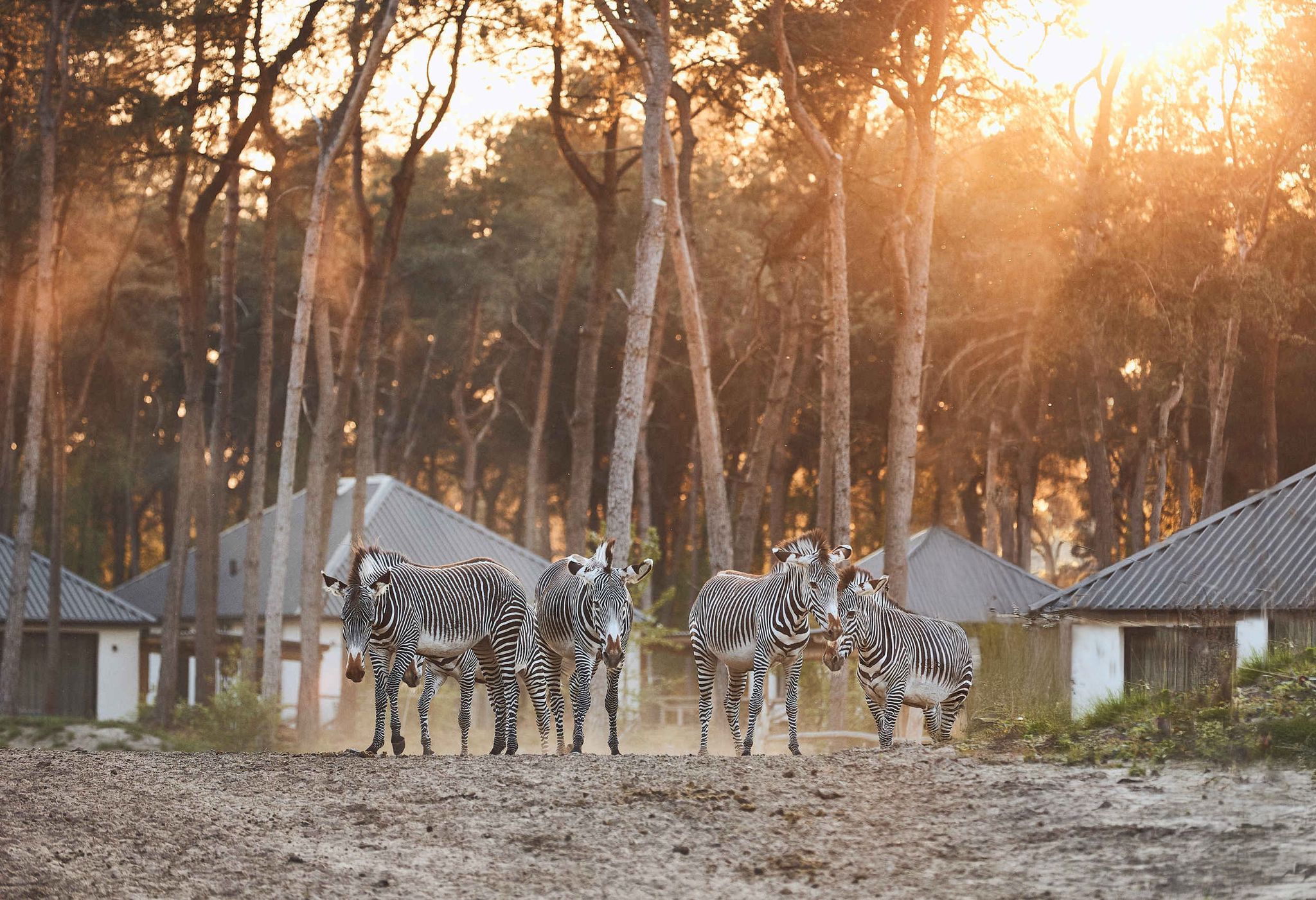 Groep zebra's bij de savanne lodges op Safari Resort Beekse Bergen