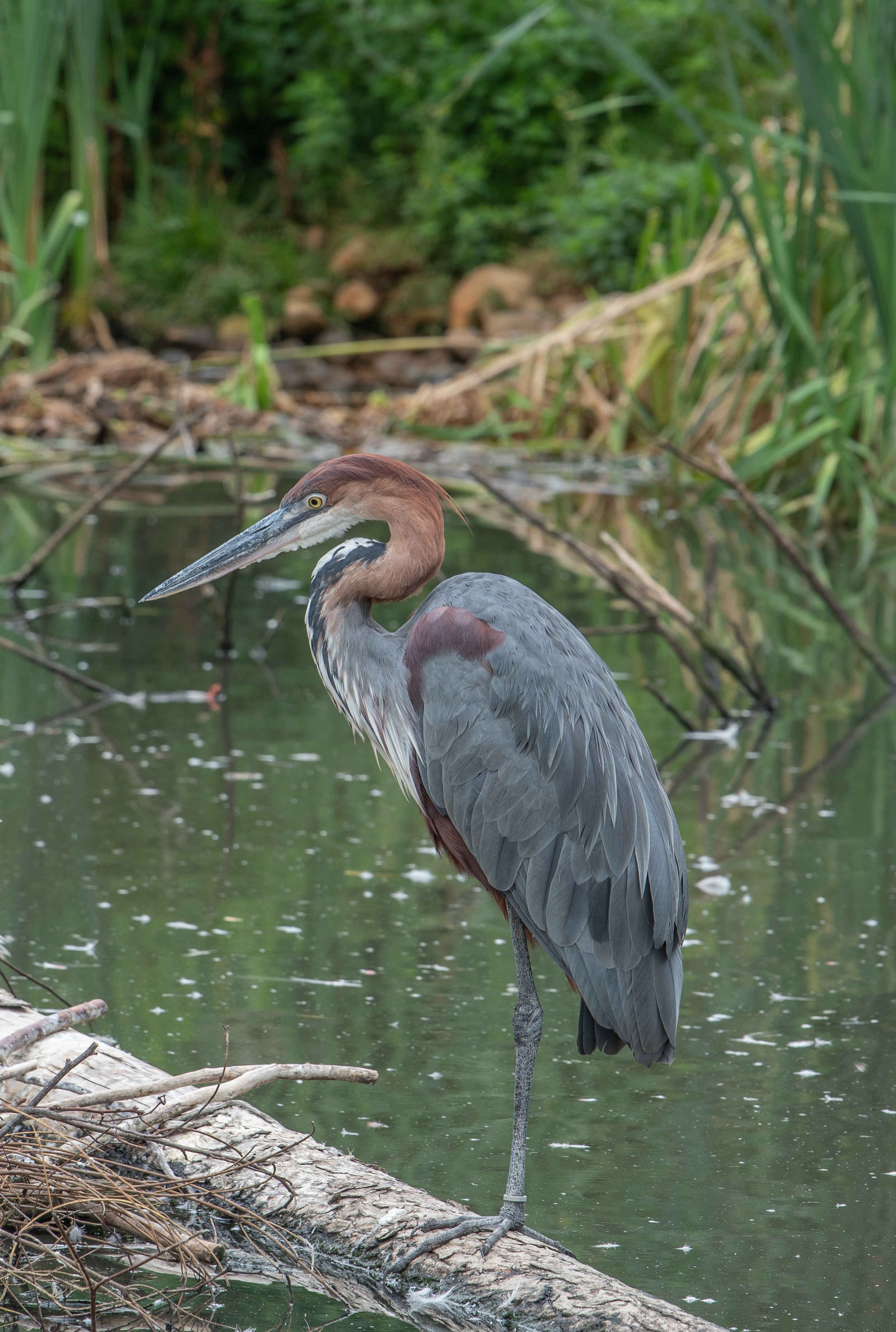 Een Goliath reiger bij Eindhoven Zoo.