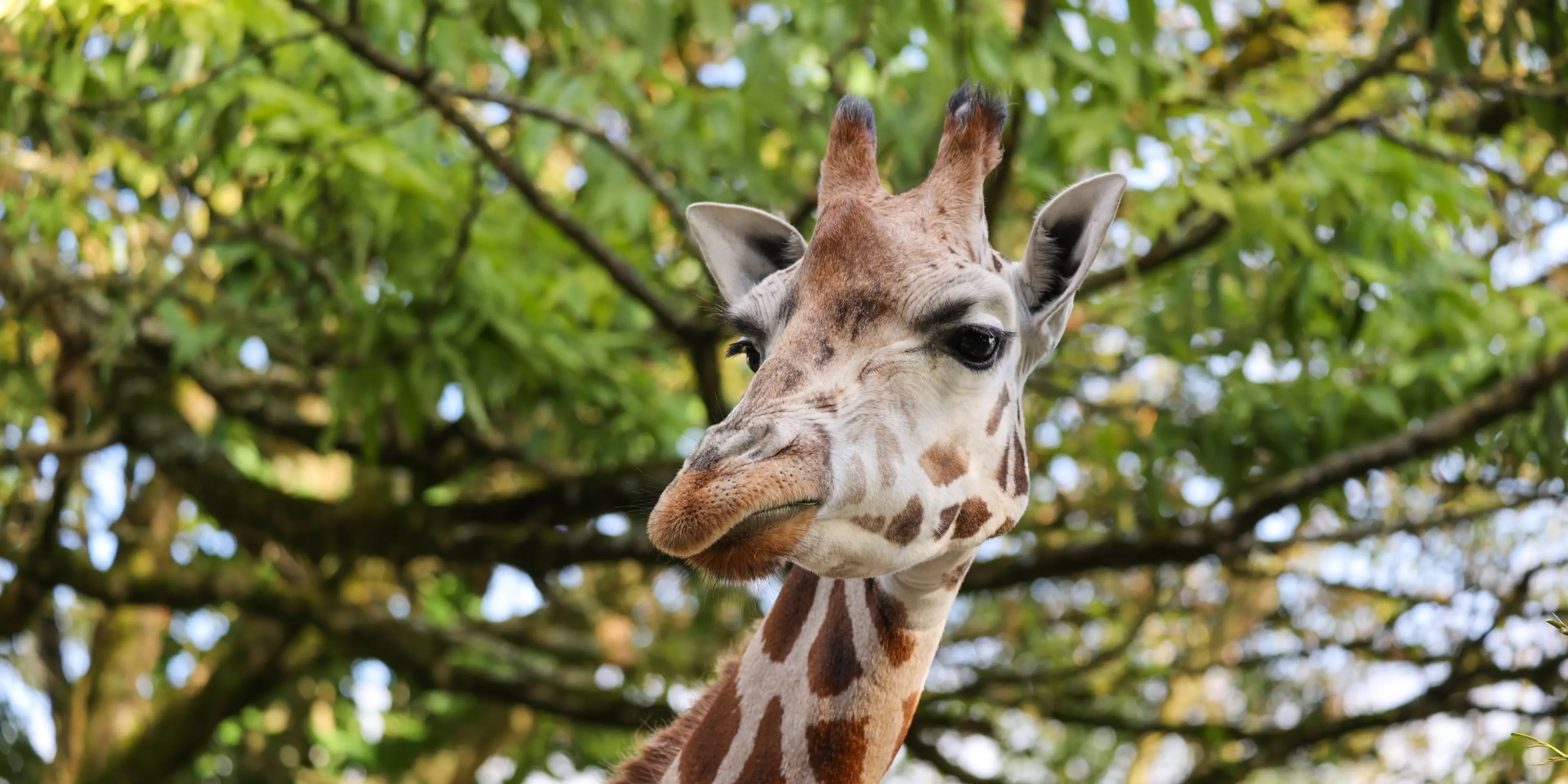 A giraffe with a patterned neck and long lashes stands against a backdrop of green leafy trees, looking slightly to the side.
