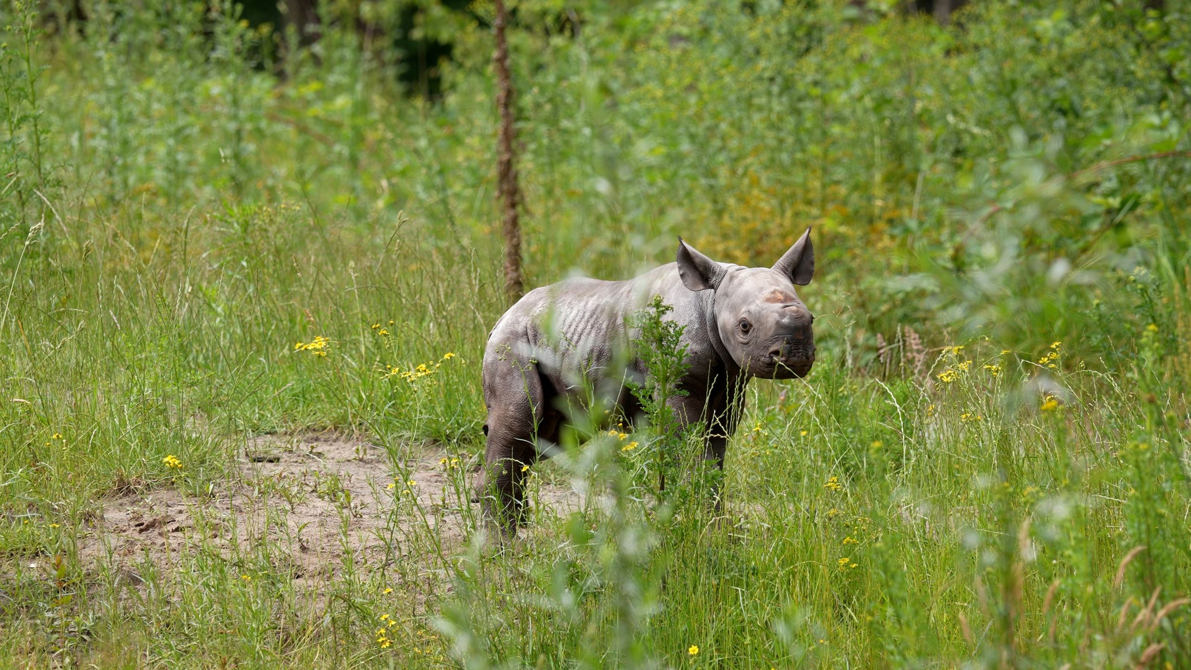 Jonge puntlipneushoorn Banji naar buiten in Safaripark Beekse Bergen