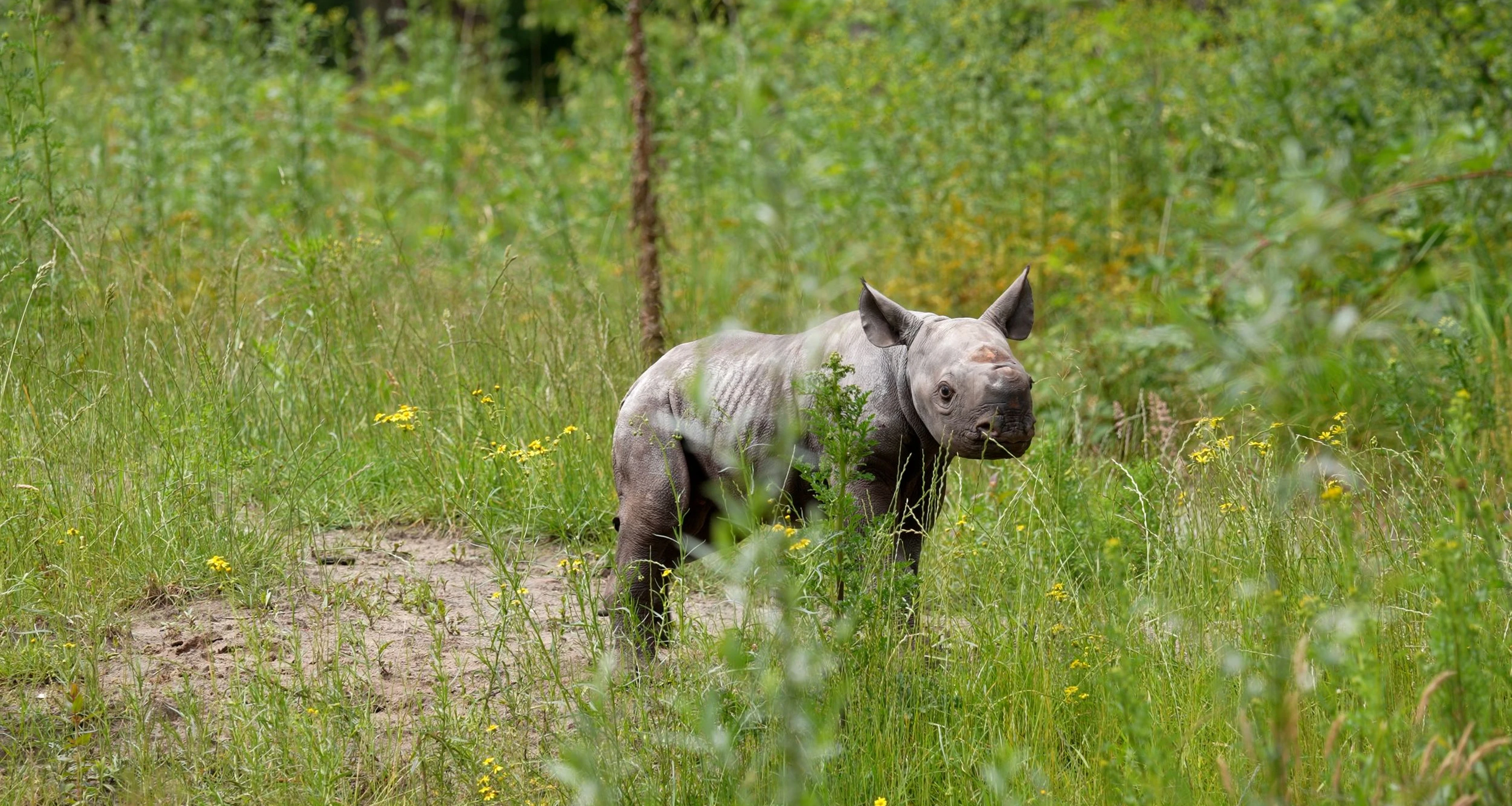 Jonge puntlipneushoorn Banji naar buiten in Safaripark Beekse Bergen