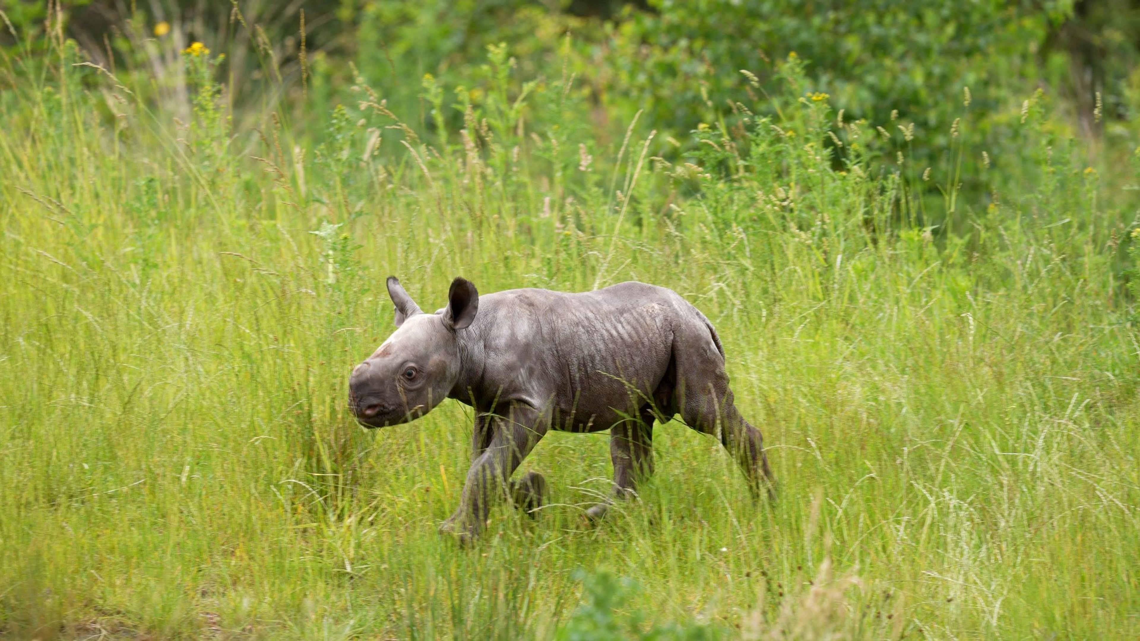 Jonge puntlipneushoorn Banji in het gras in Safaripark Beekse Bergen