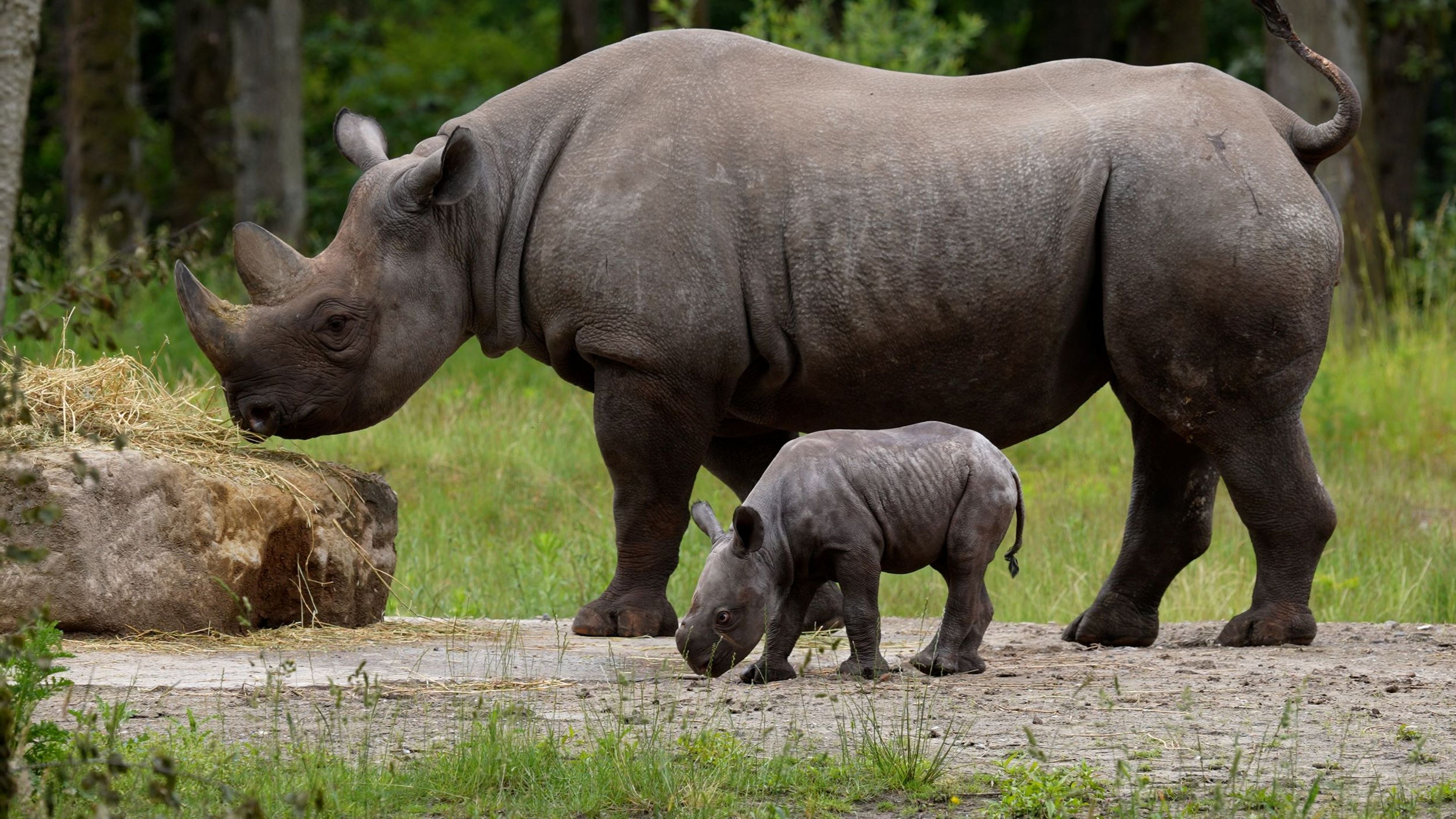 Puntlipneushoorn Banji buiten met moeder in Safaripark Beekse Bergen
