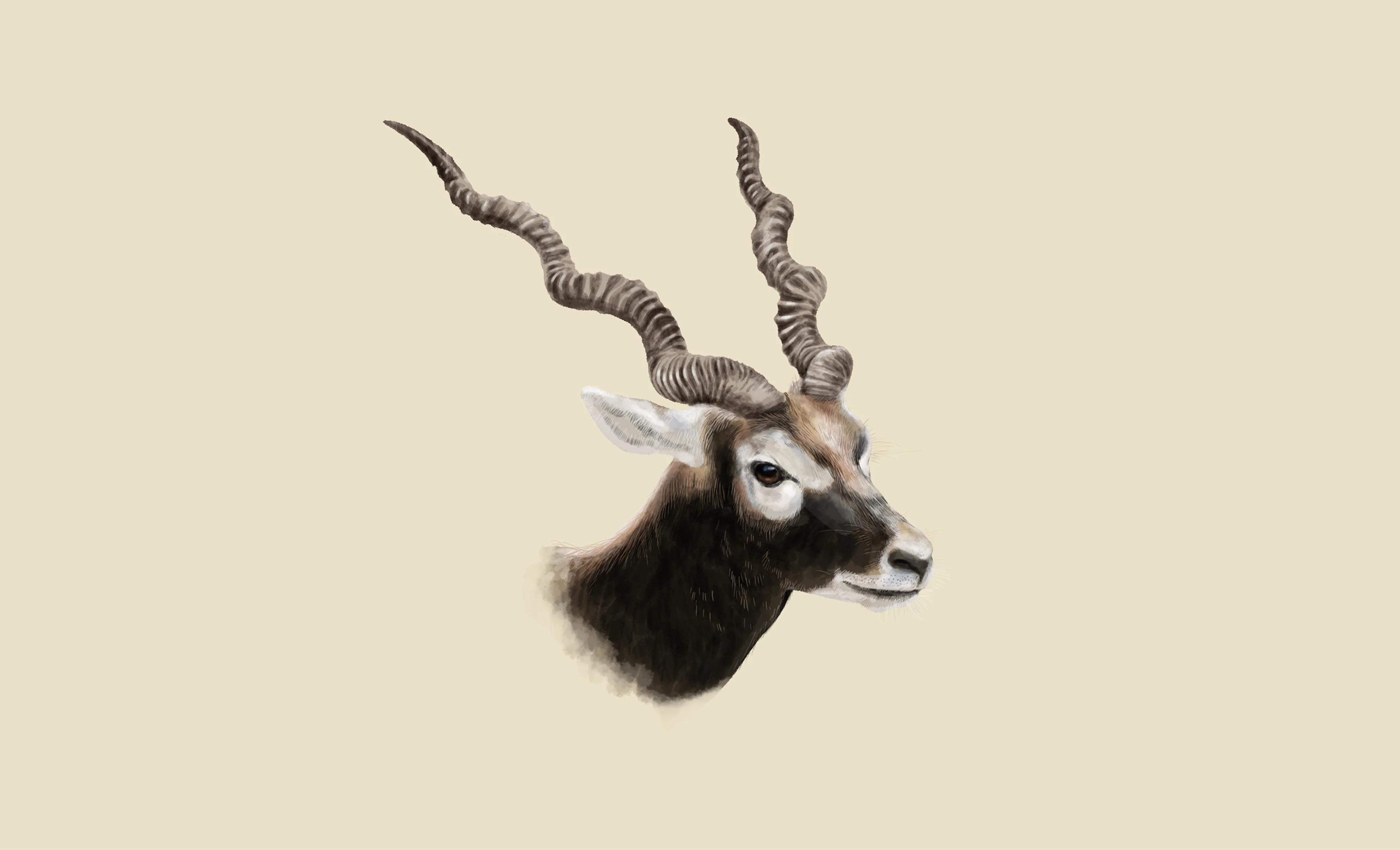 Indische antilope antilope cervicapra Safaripark Beekse Bergen