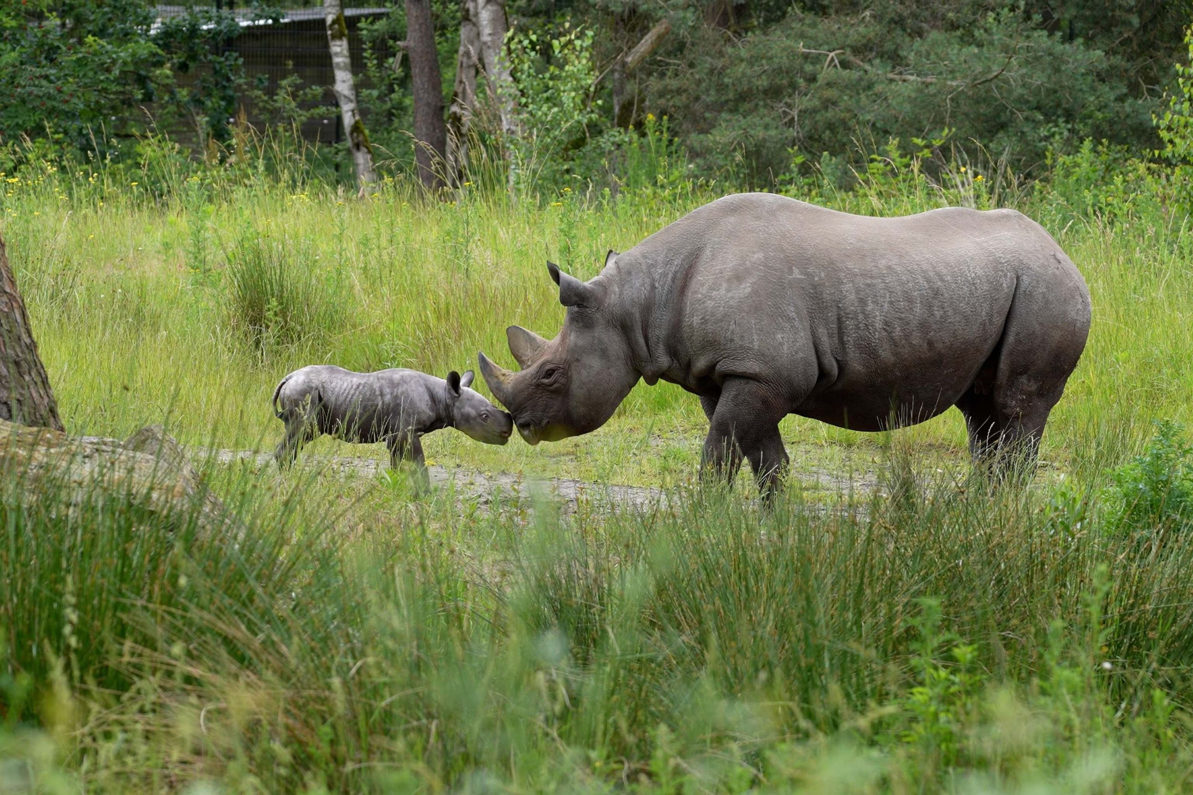 Jonge puntlipneushoorn Banji samen met moeder buiten in Safaripark Beekse Bergen