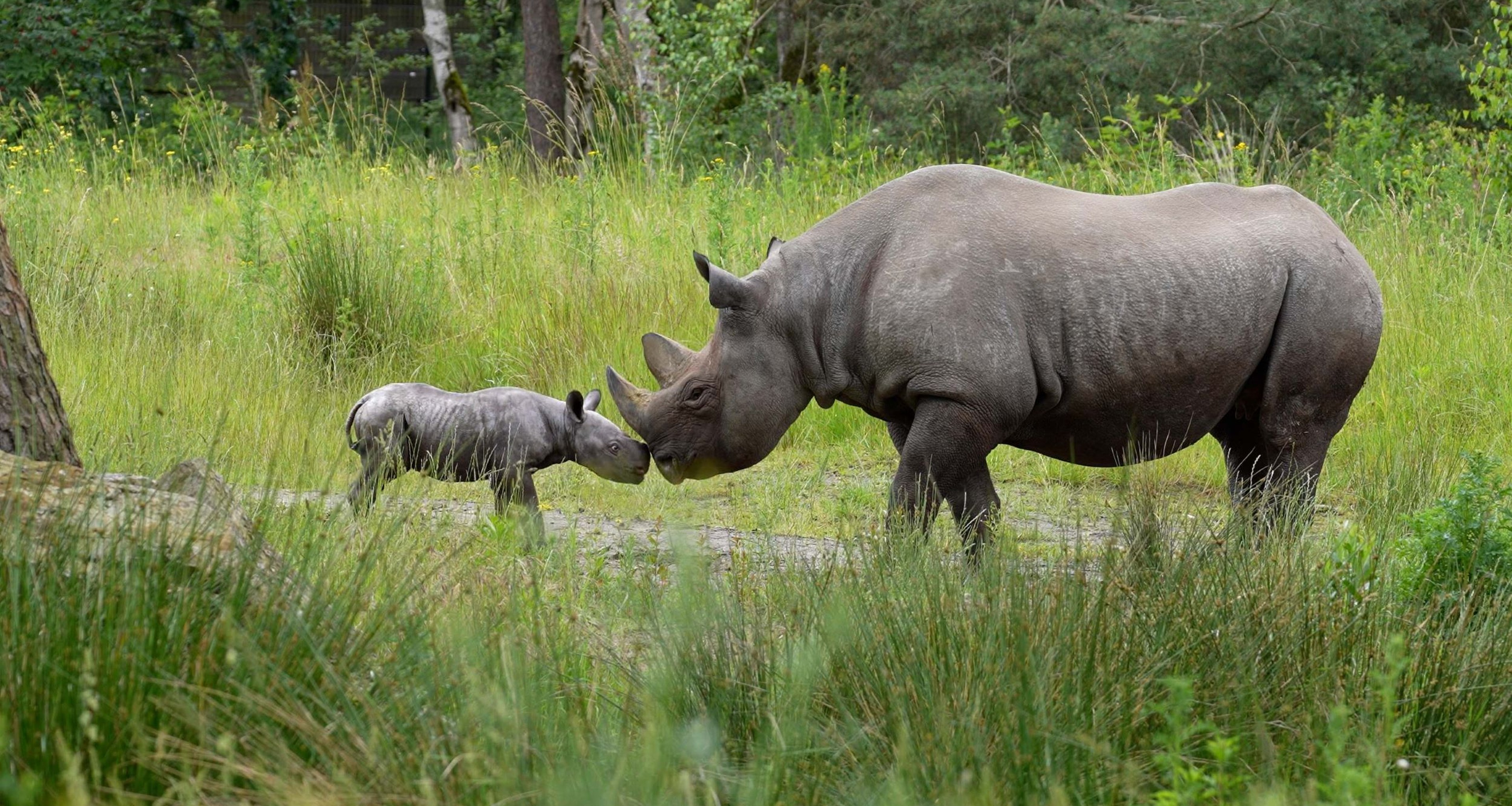 Jonge puntlipneushoorn Banji samen met moeder buiten in Safaripark Beekse Bergen