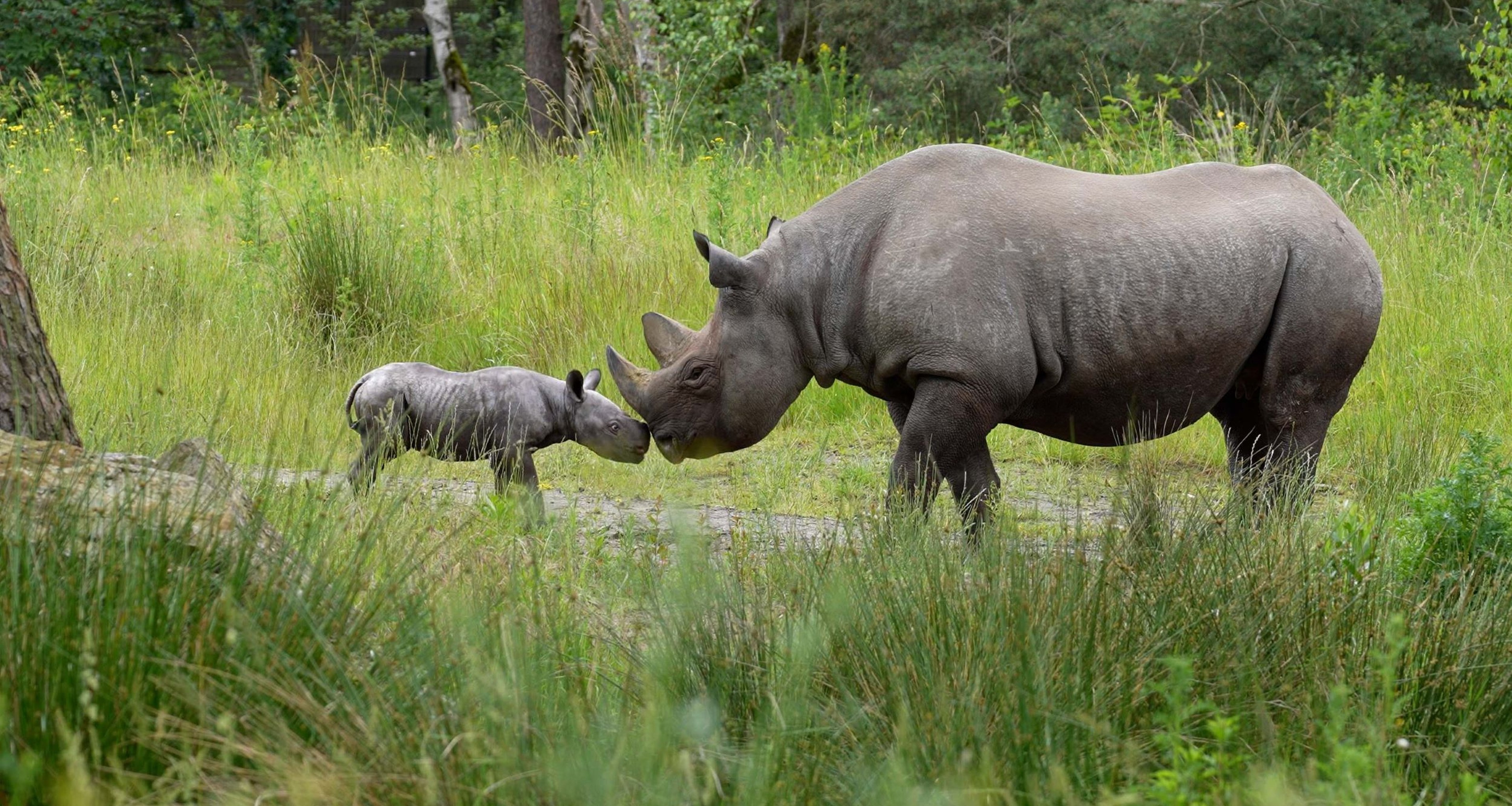 Jonge puntlipneushoorn Banji samen met moeder buiten in Safaripark Beekse Bergen
