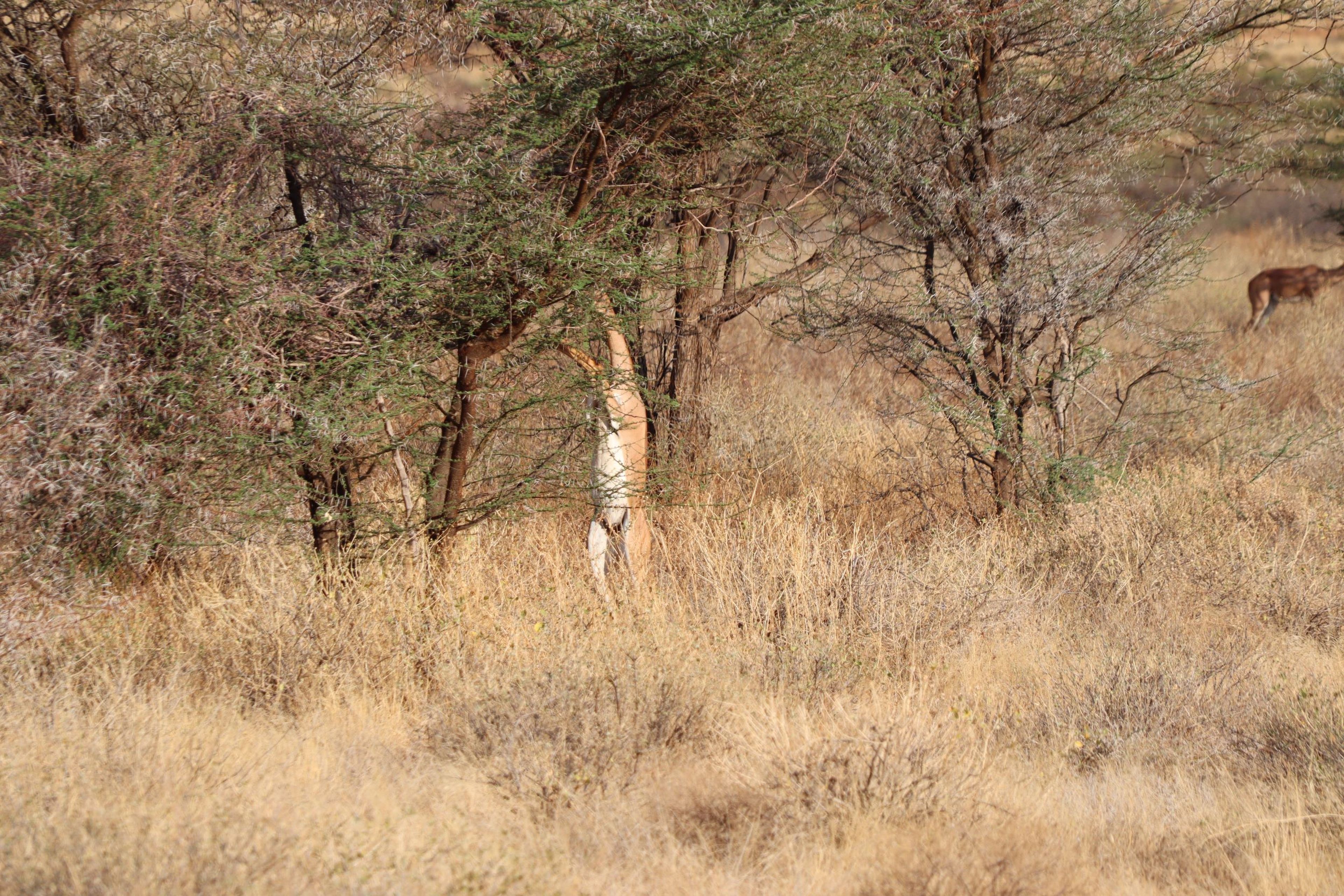 Een generuk staat te eten van een boom in Samburu National Park in Kenia.