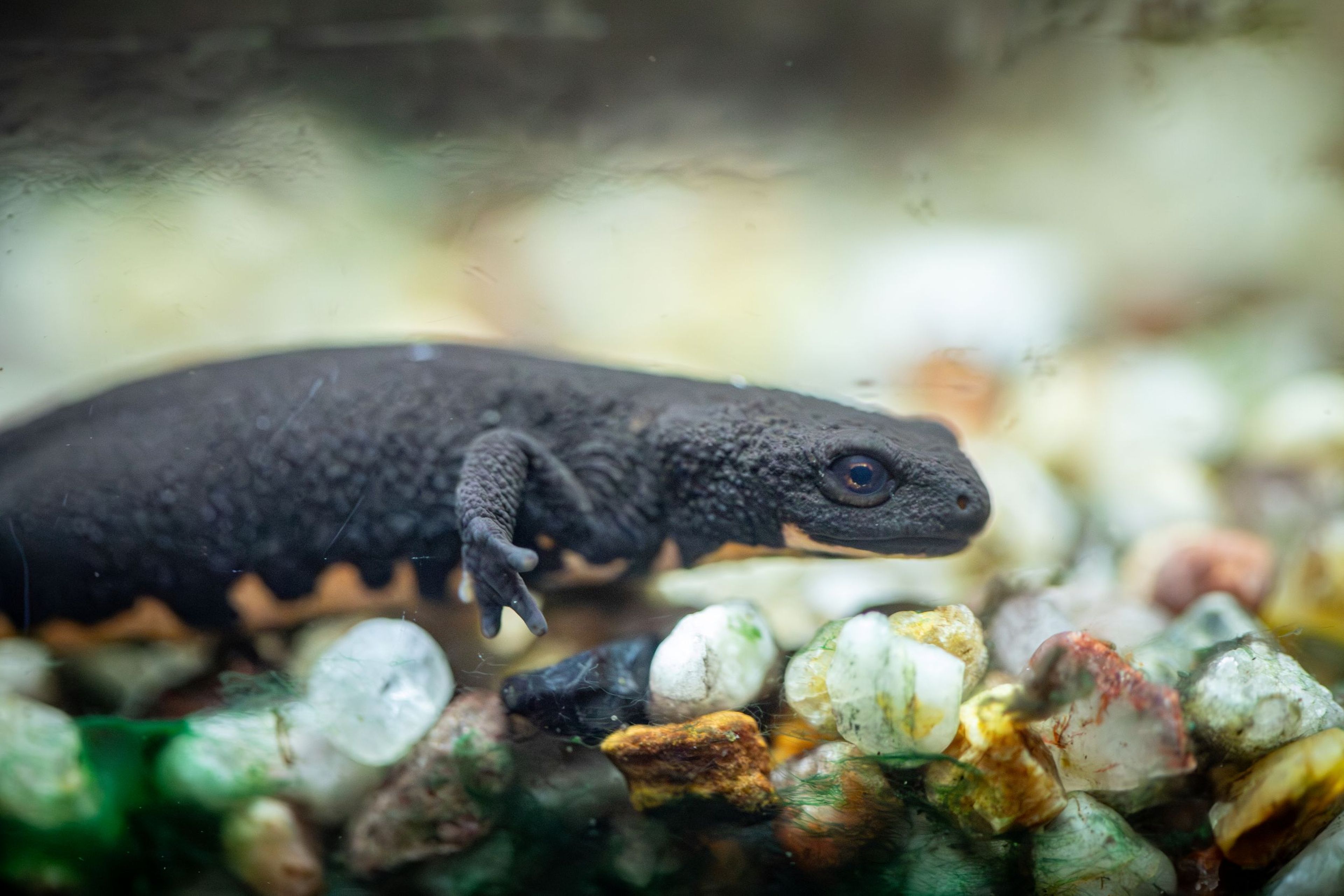 Chinese fire-bellied newt swimming along the bottom of its tank at Paignton Zoo in Devon, UK