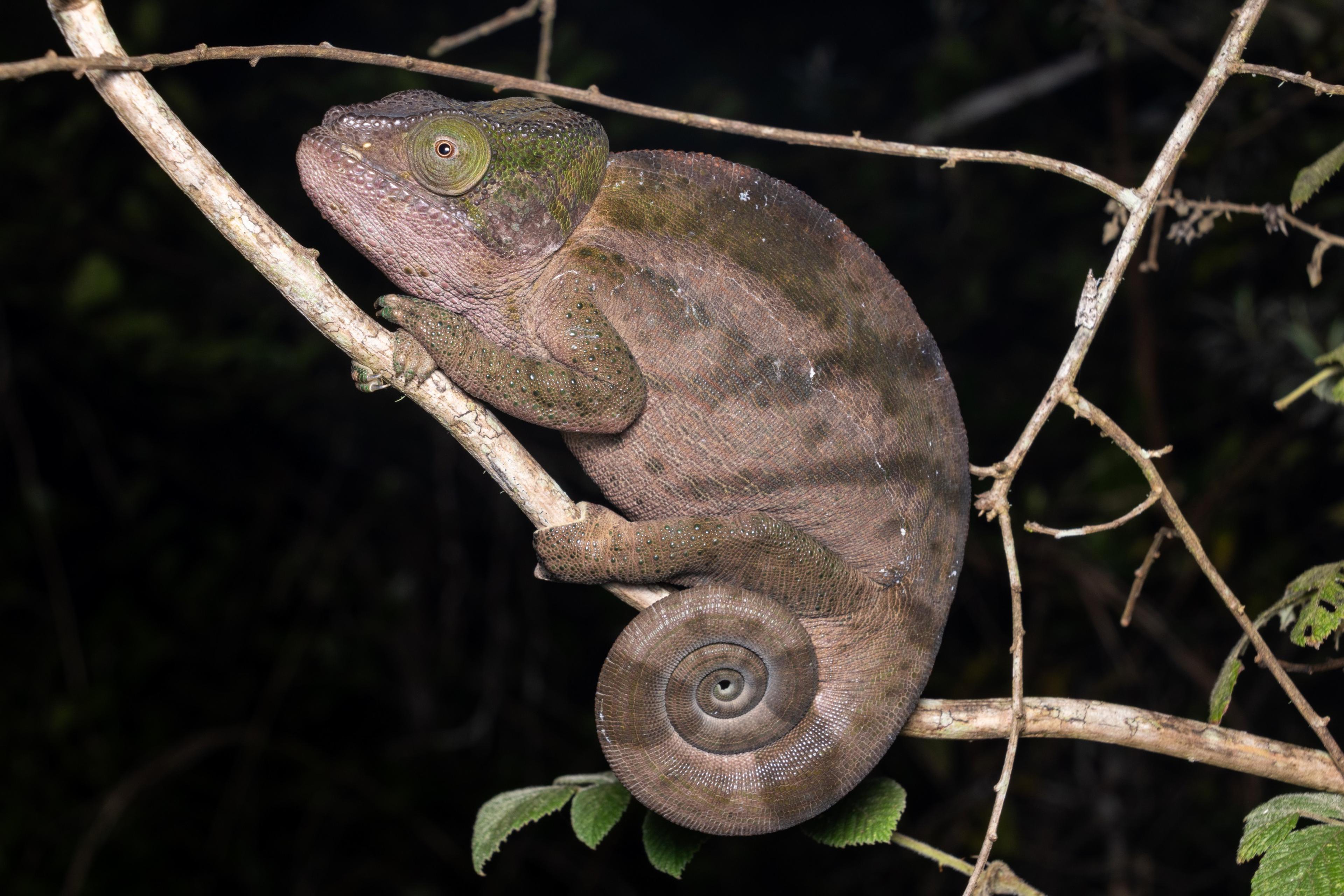 Een foto van een kameleon in Madagaskar, hier draagt de Nederlandse Vereniging van Dierentuinen bij aan een natuurherstelproject, waaronder ZooParc Overloon.