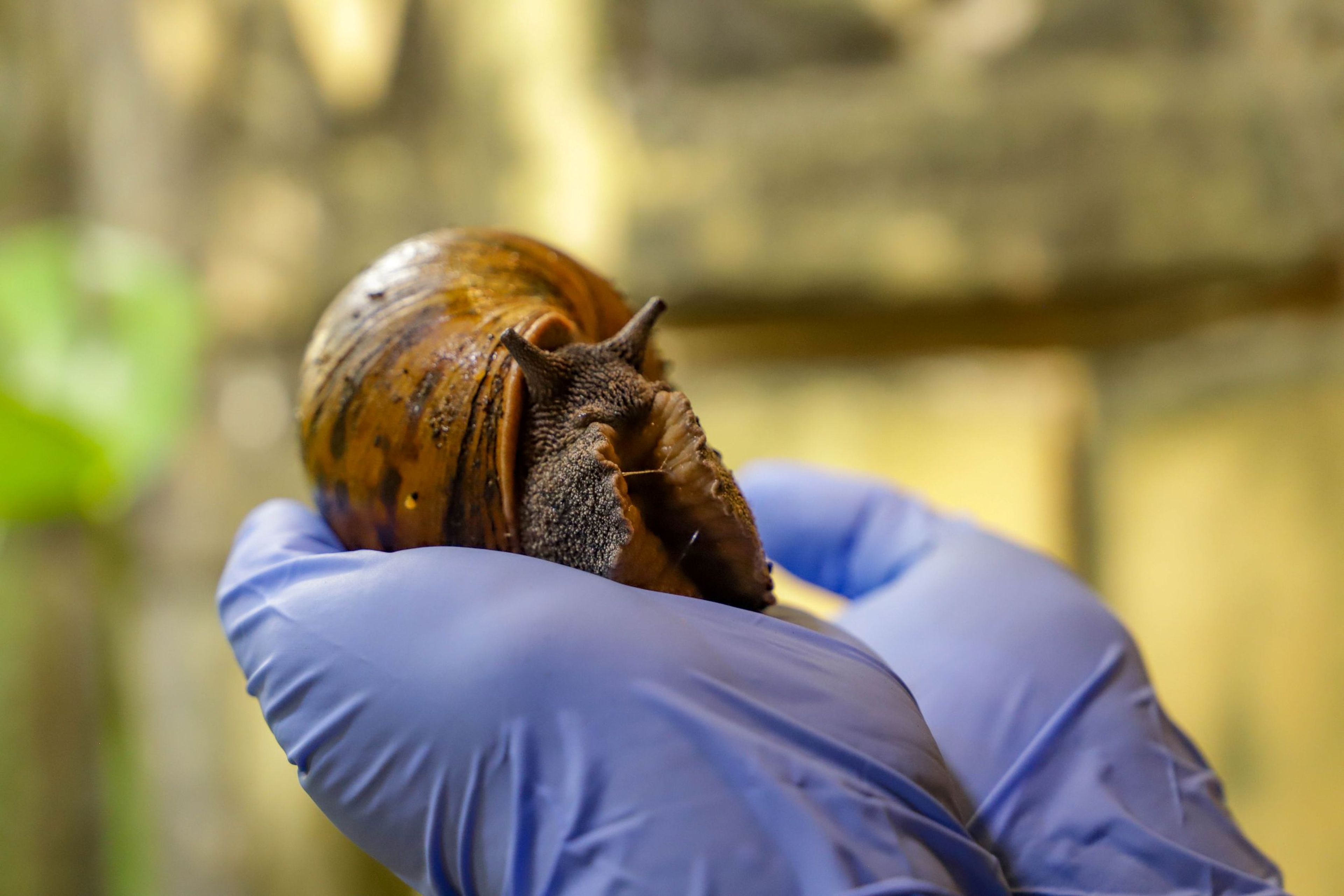 A person wearing blue gloves holds a large snail with a brown shell, in front of a blurred natural background.