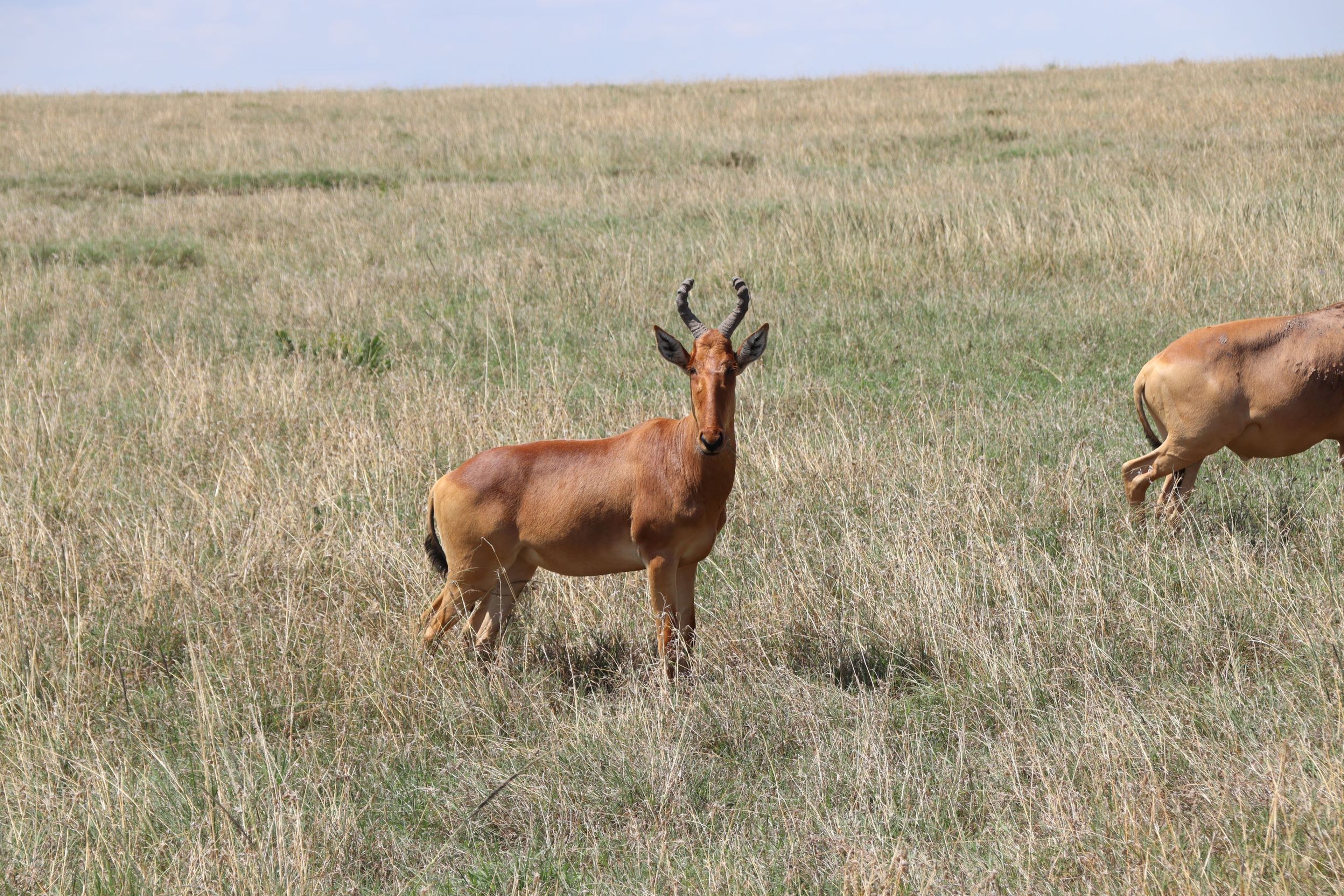 Een hartebeest in een beschermd park in Kenia.