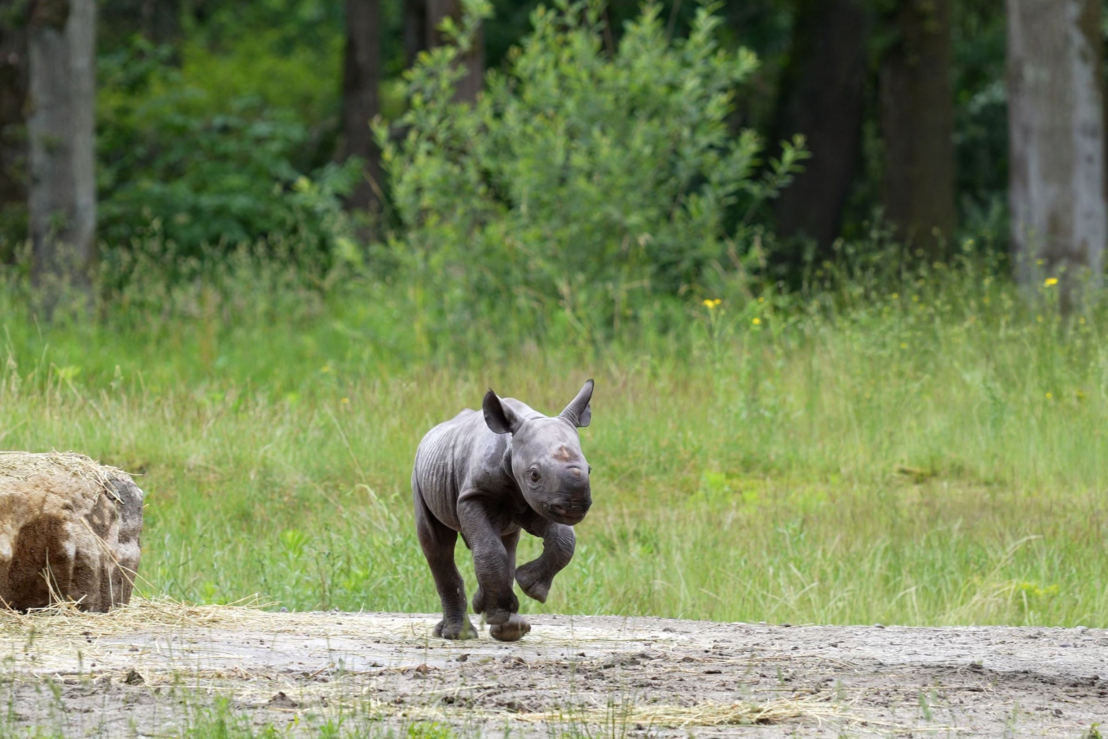 Puntlipneushoorn Banji naar buiten in Safaripark Beekse Bergen