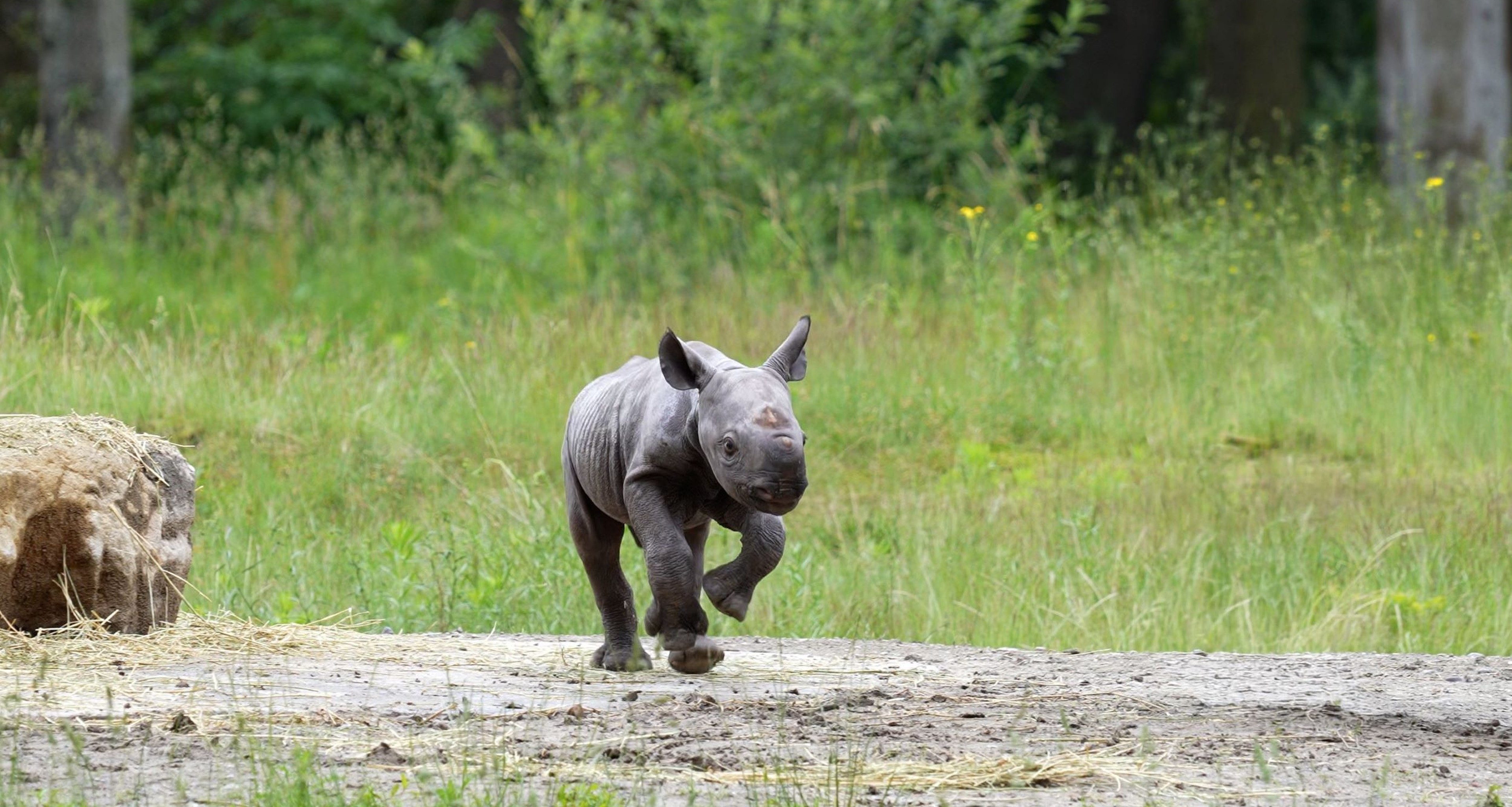 Puntlipneushoorn Banji naar buiten in Safaripark Beekse Bergen