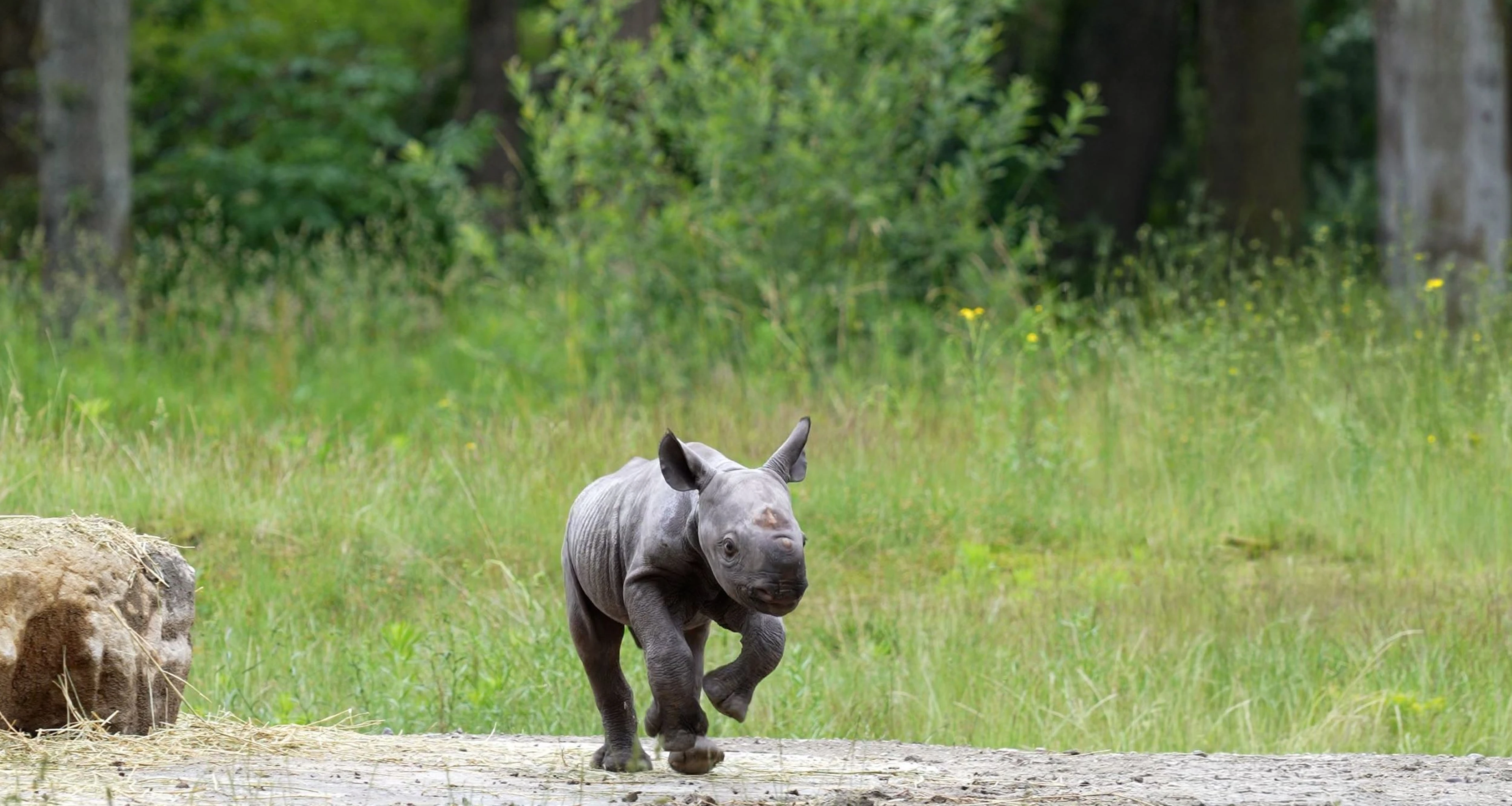 Puntlipneushoorn Banji naar buiten in Safaripark Beekse Bergen