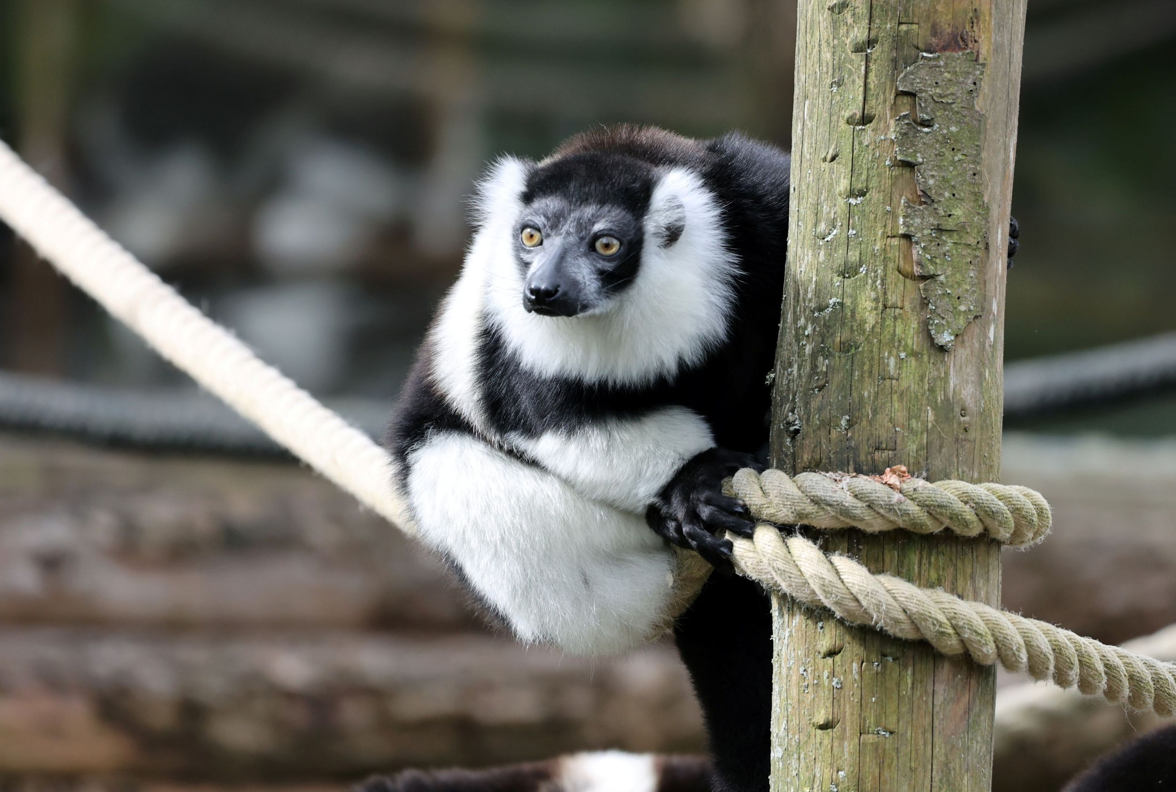 Black-and-white ruffed lemur perched on a rope, holding a wooden pole, with a focused expression in a naturalistic setting.