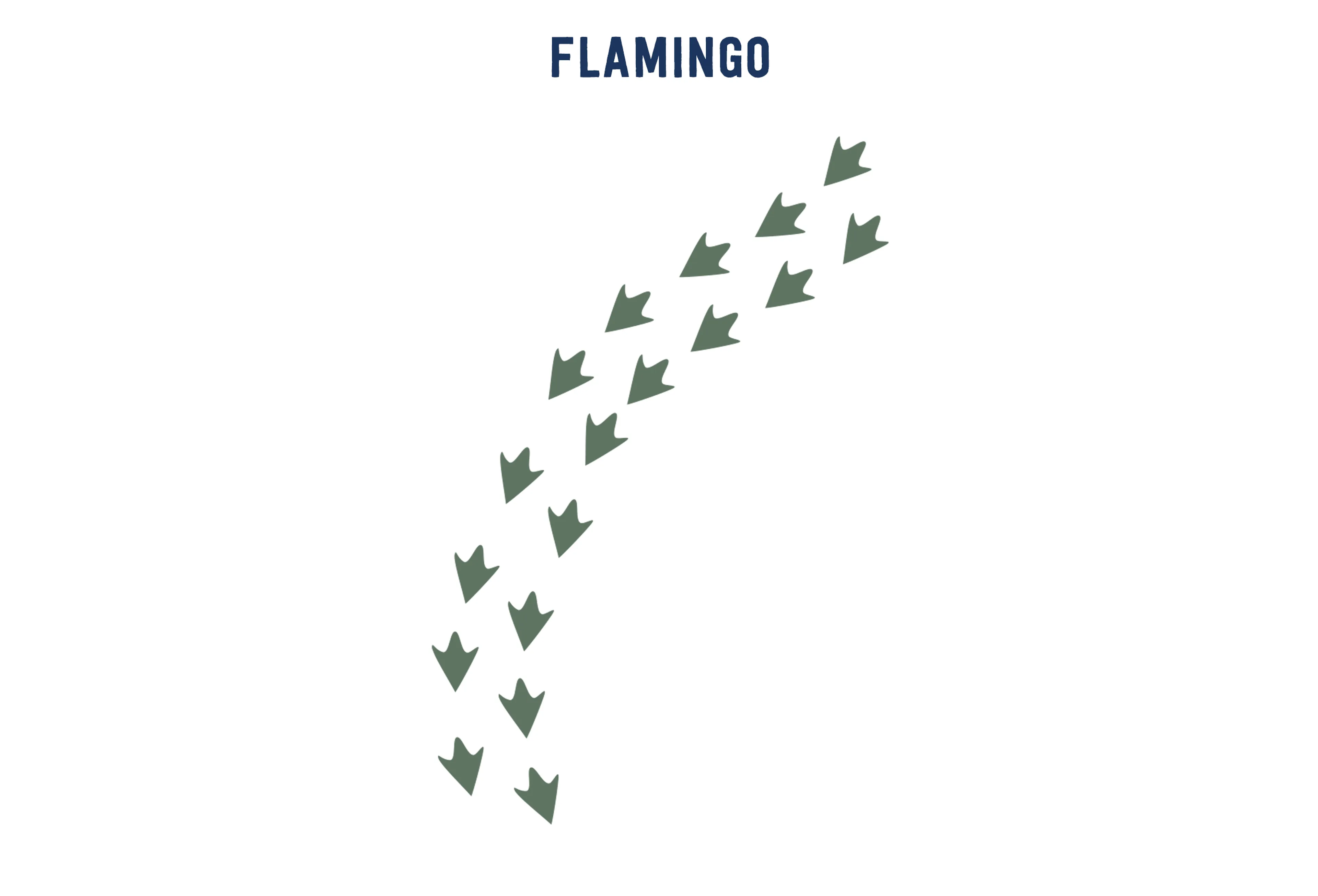 Opdracht 5 Flamingo sporten paspoort AquaZoo Leeuwarden