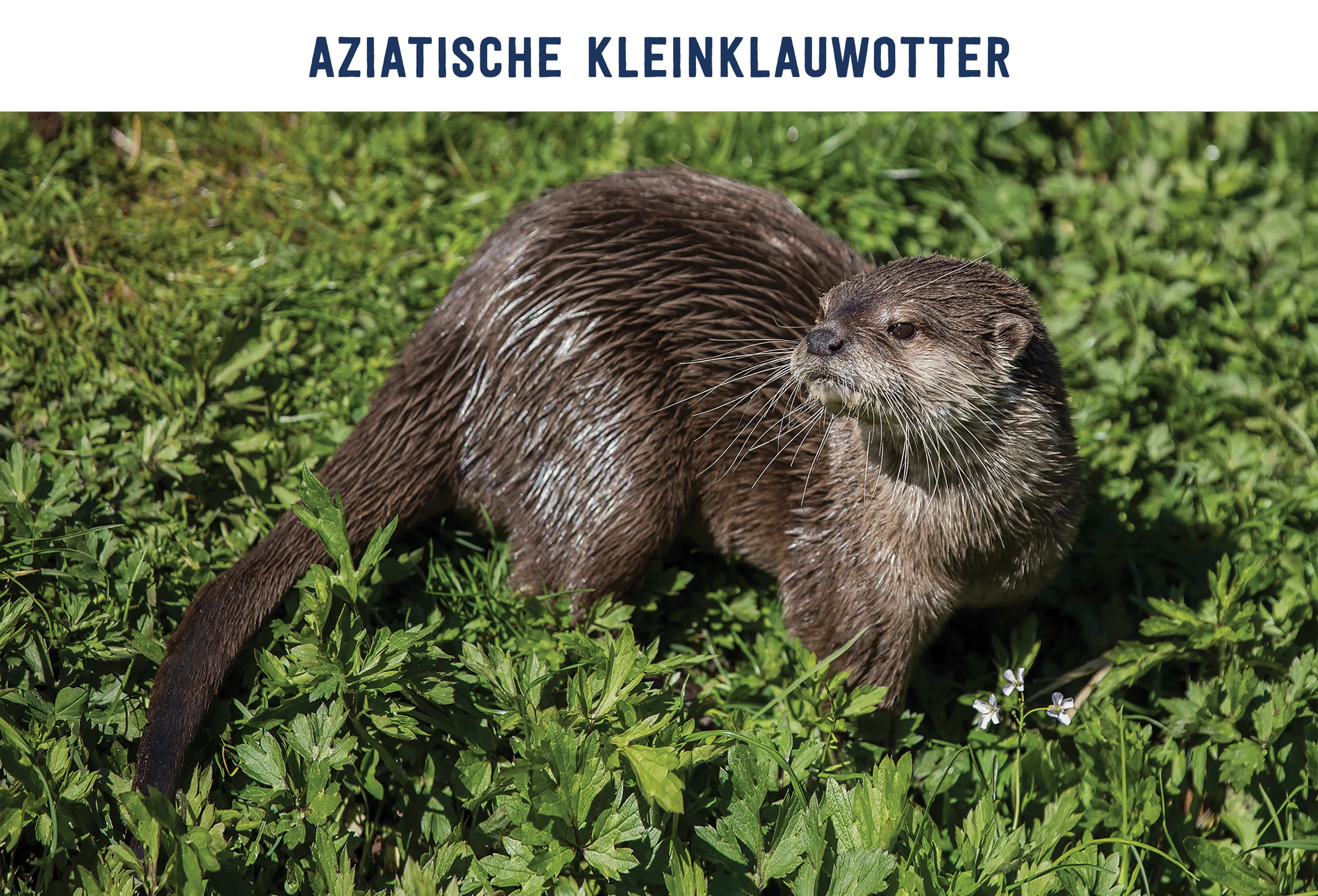 Aziatische kleinklauwotter paspoort AquaZoo Leeuwarden