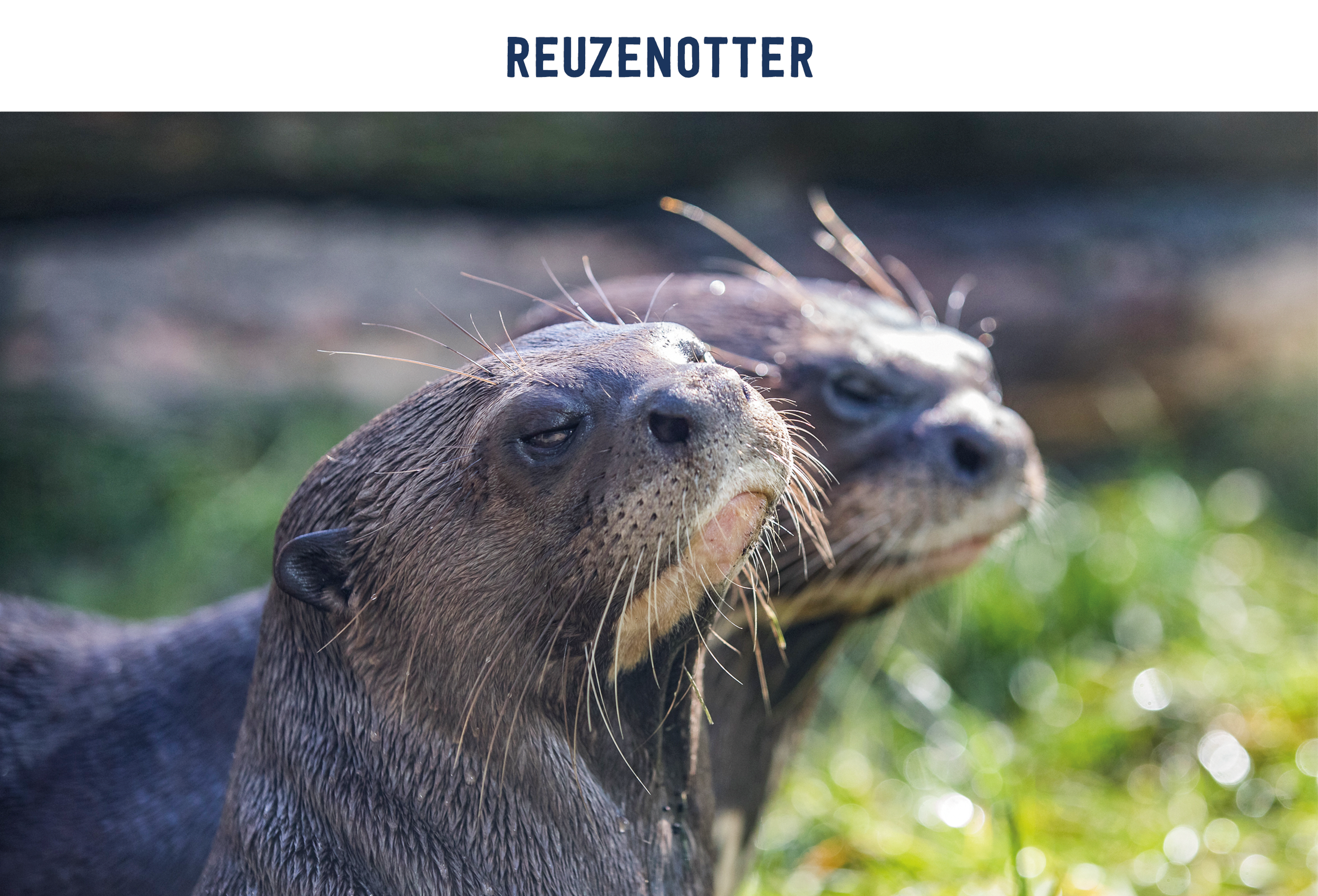 Reuzenotter paspoort AquaZoo Leeuwarden
