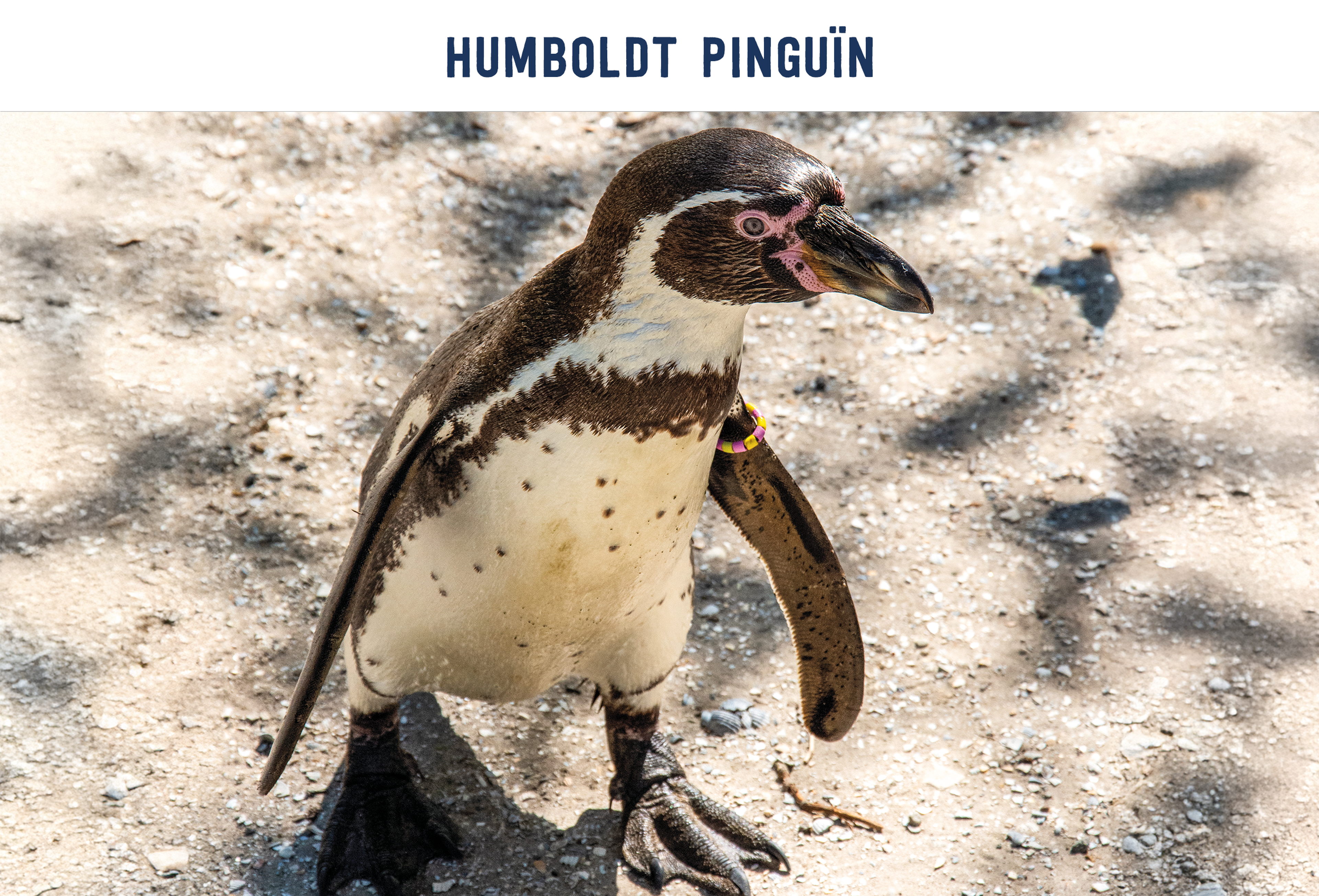 Humboldt pinguïn paspoort AquaZoo Leeuwarden
