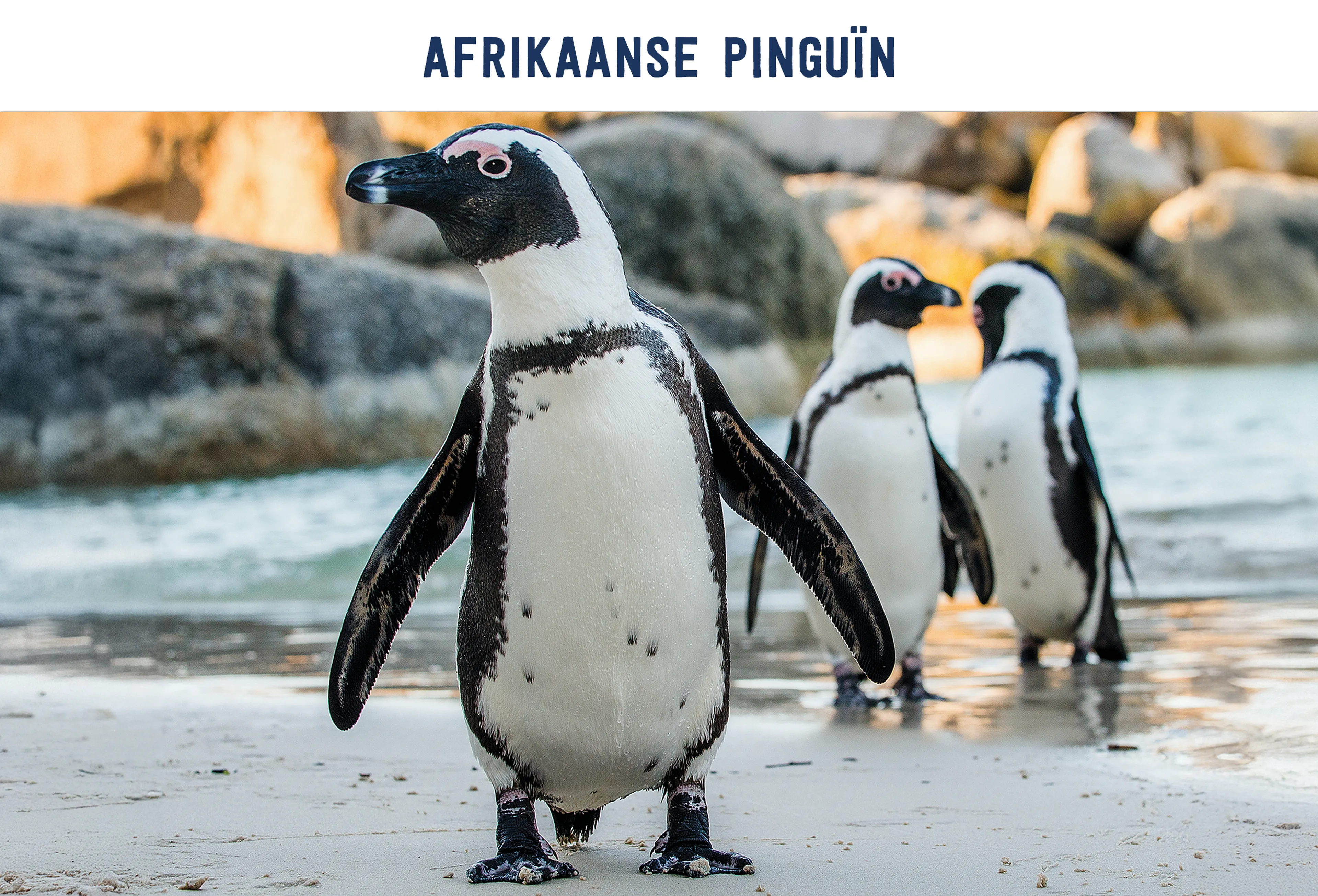 Afrikaanse pinguïn paspoort AquaZoo Leeuwarden