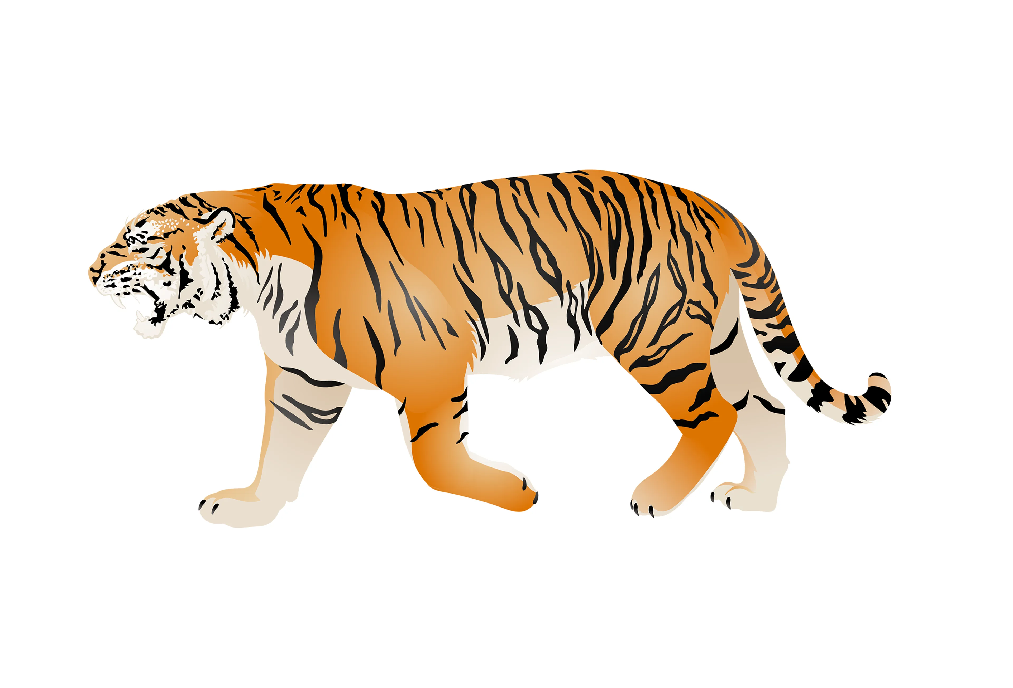 Opdracht 7 Tijger paspoort AquaZoo Leeuwarden