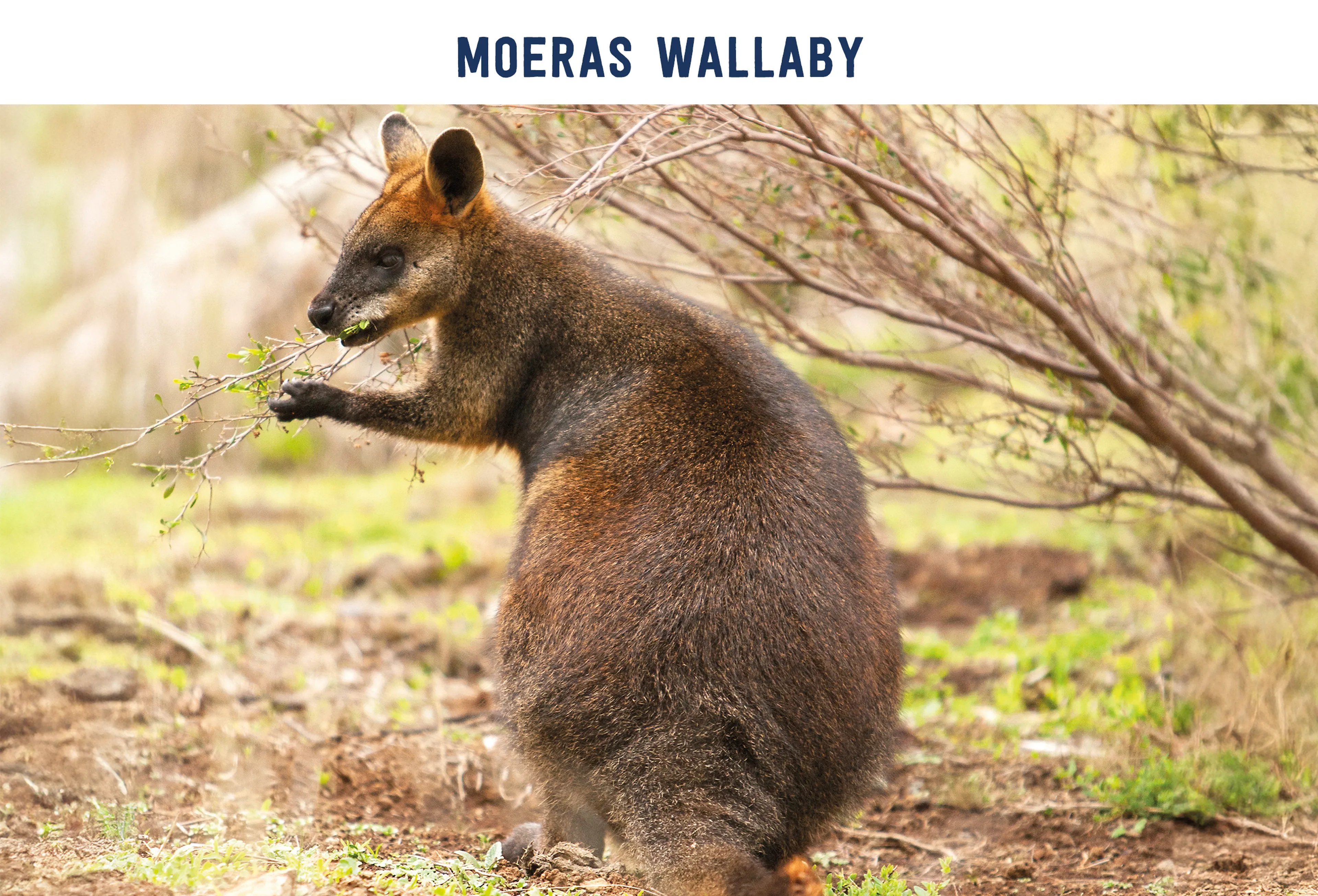 Moeraswallaby paspoort AquaZoo Leeuwarden