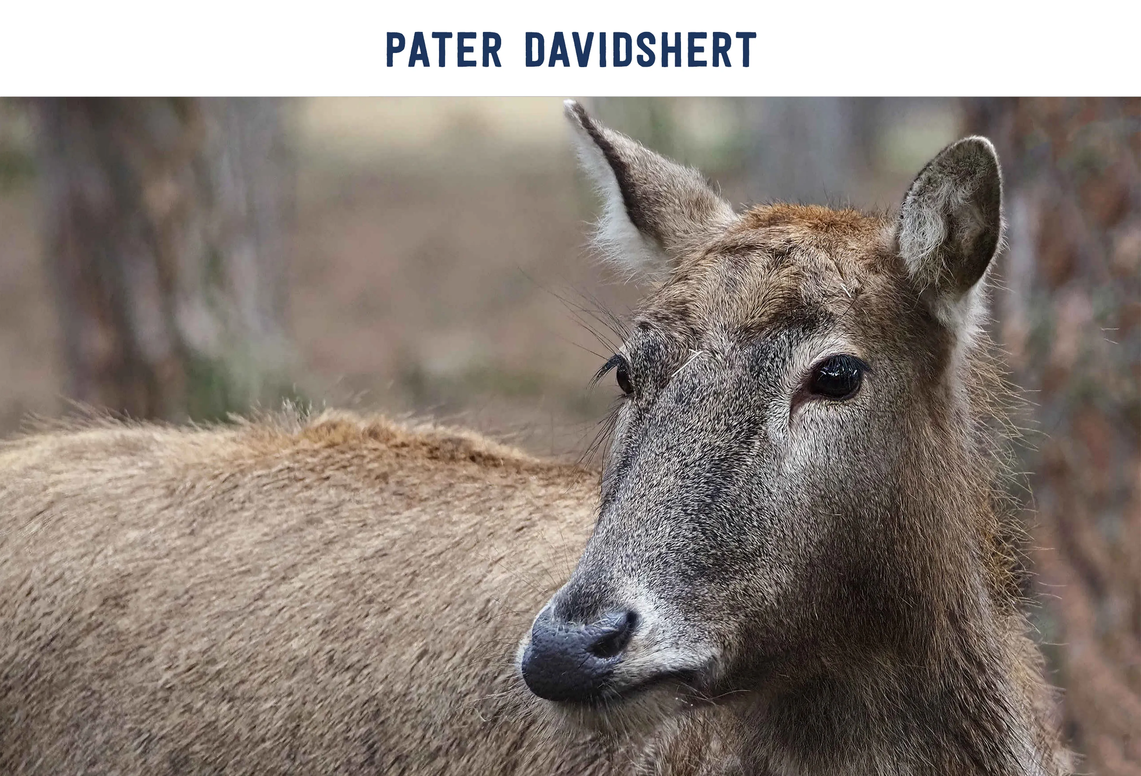 Pater Davidshert paspoort AquaZoo Leeuwarden